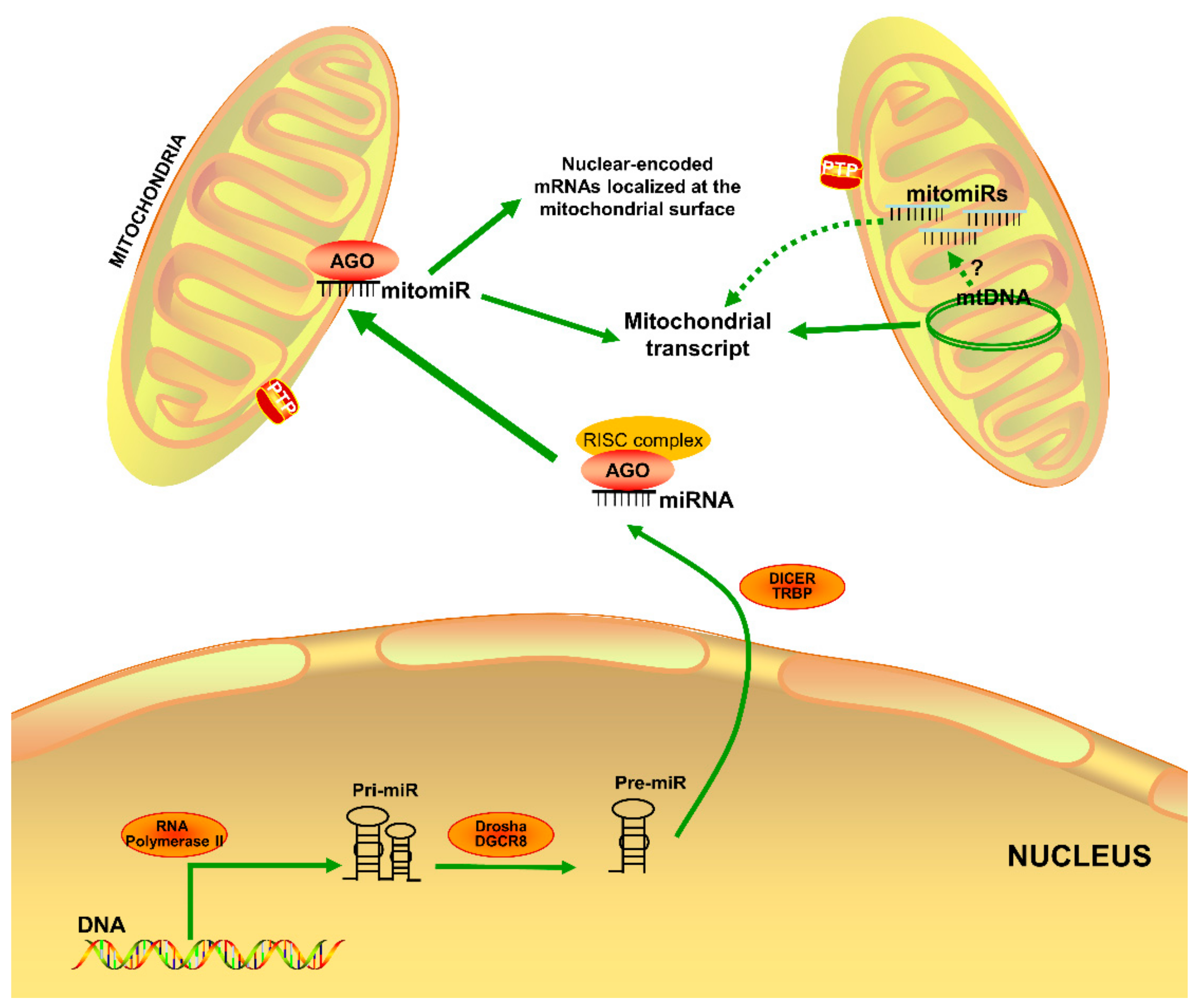 Cells 08 01475 g001 Cells 08 01475 g001