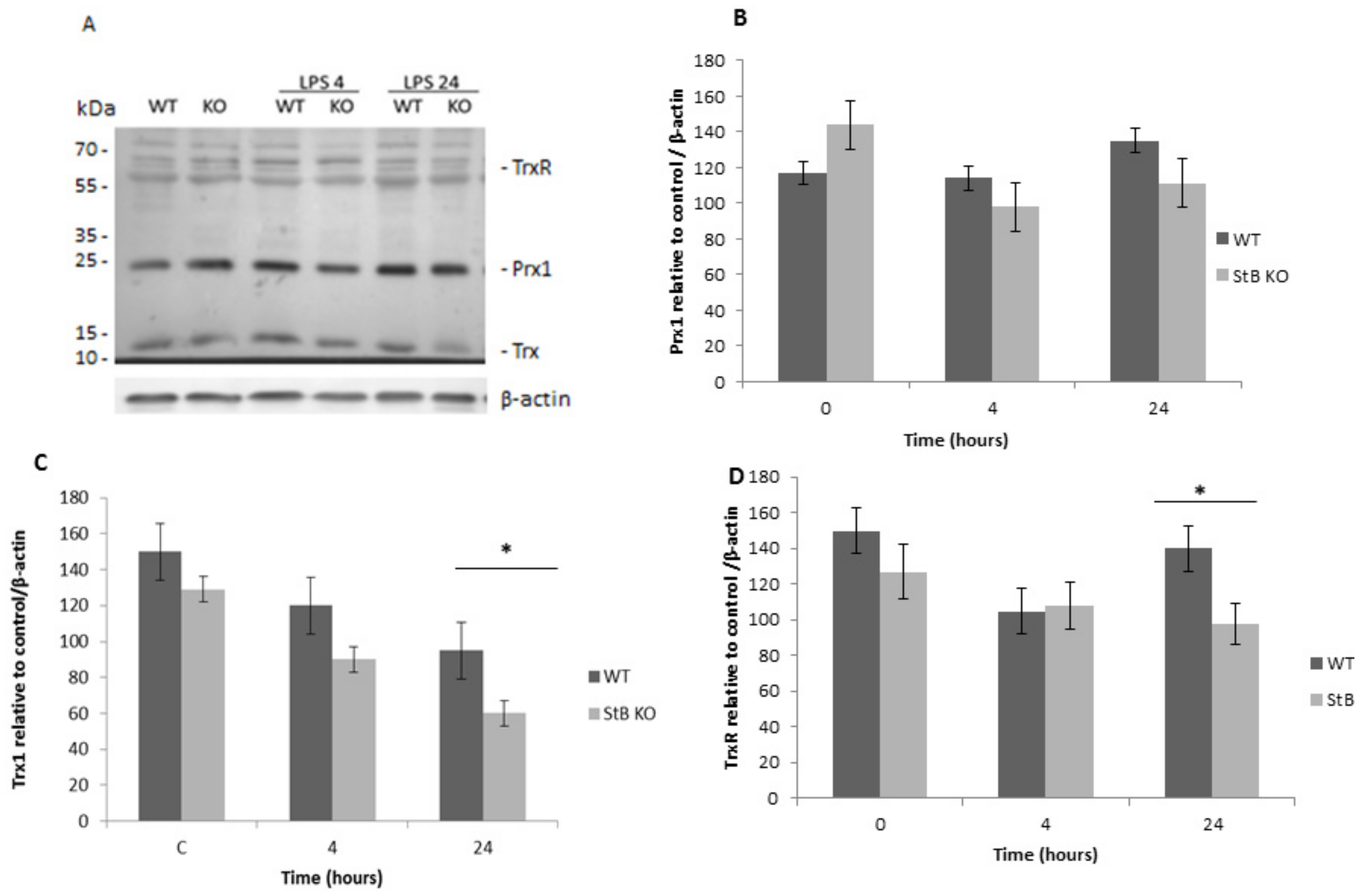 Cells 08 01476 g001 Cells 08 01476 g001