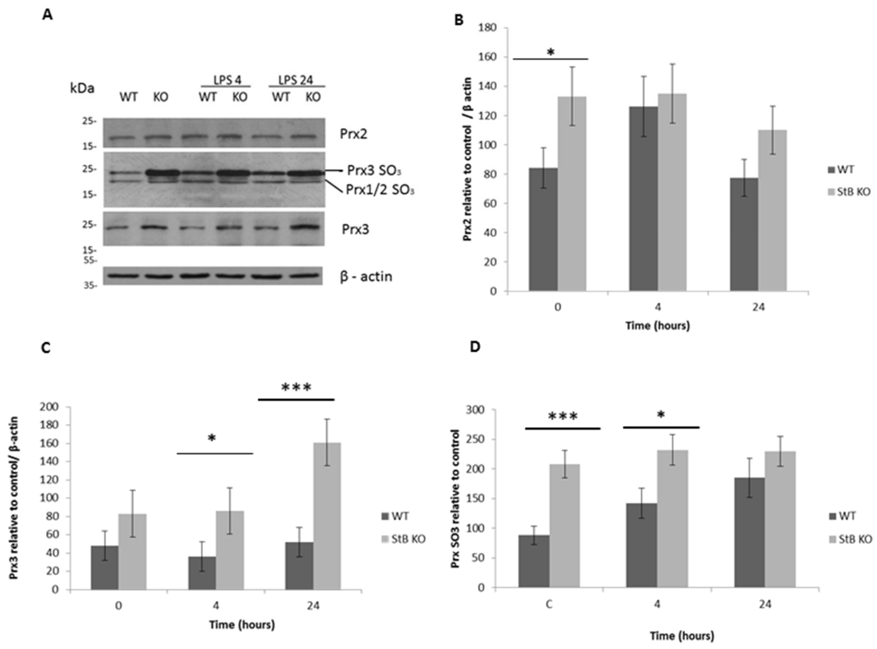 Cells 08 01476 g002 Cells 08 01476 g002