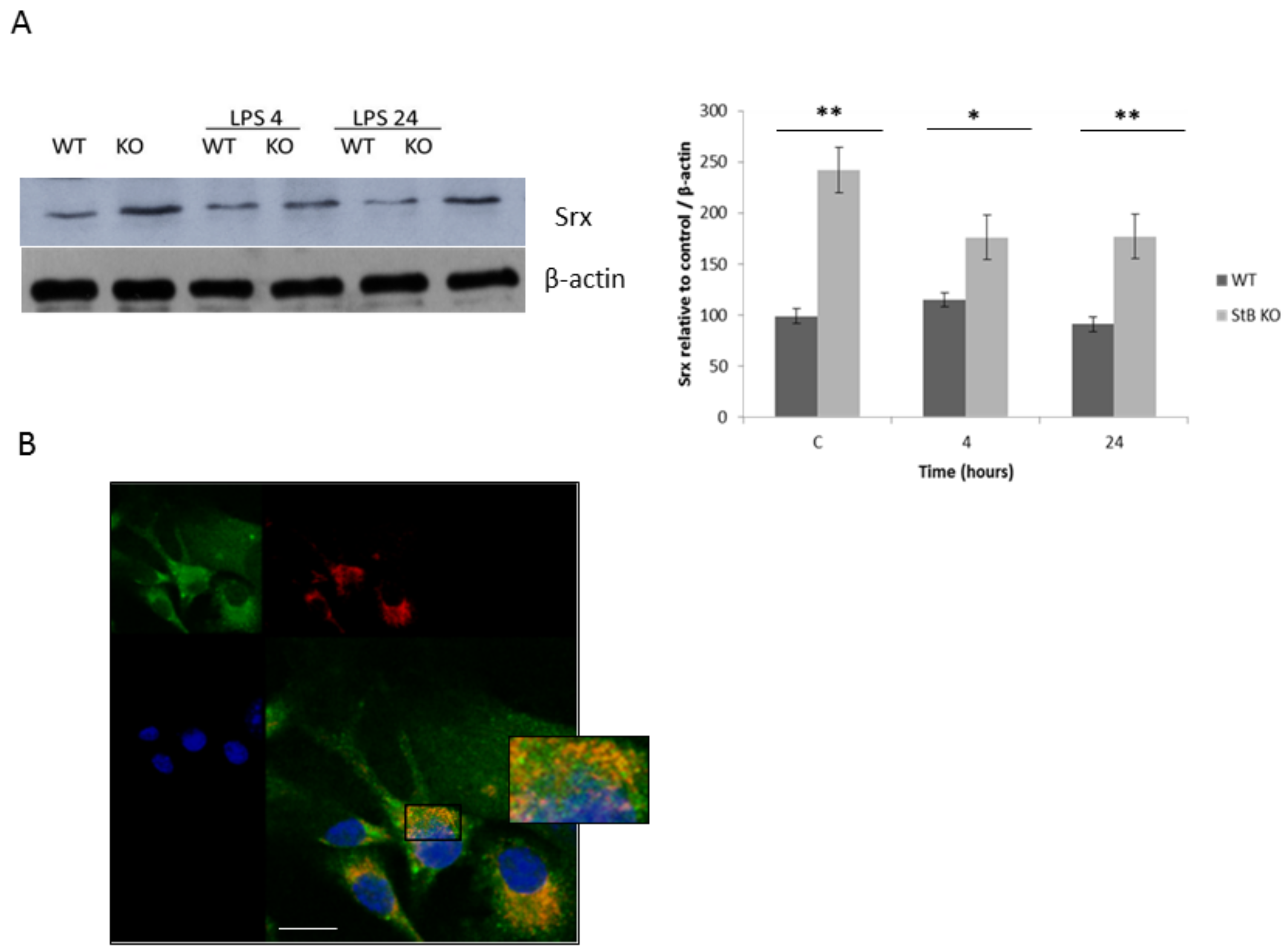 Cells 08 01476 g003 Cells 08 01476 g003