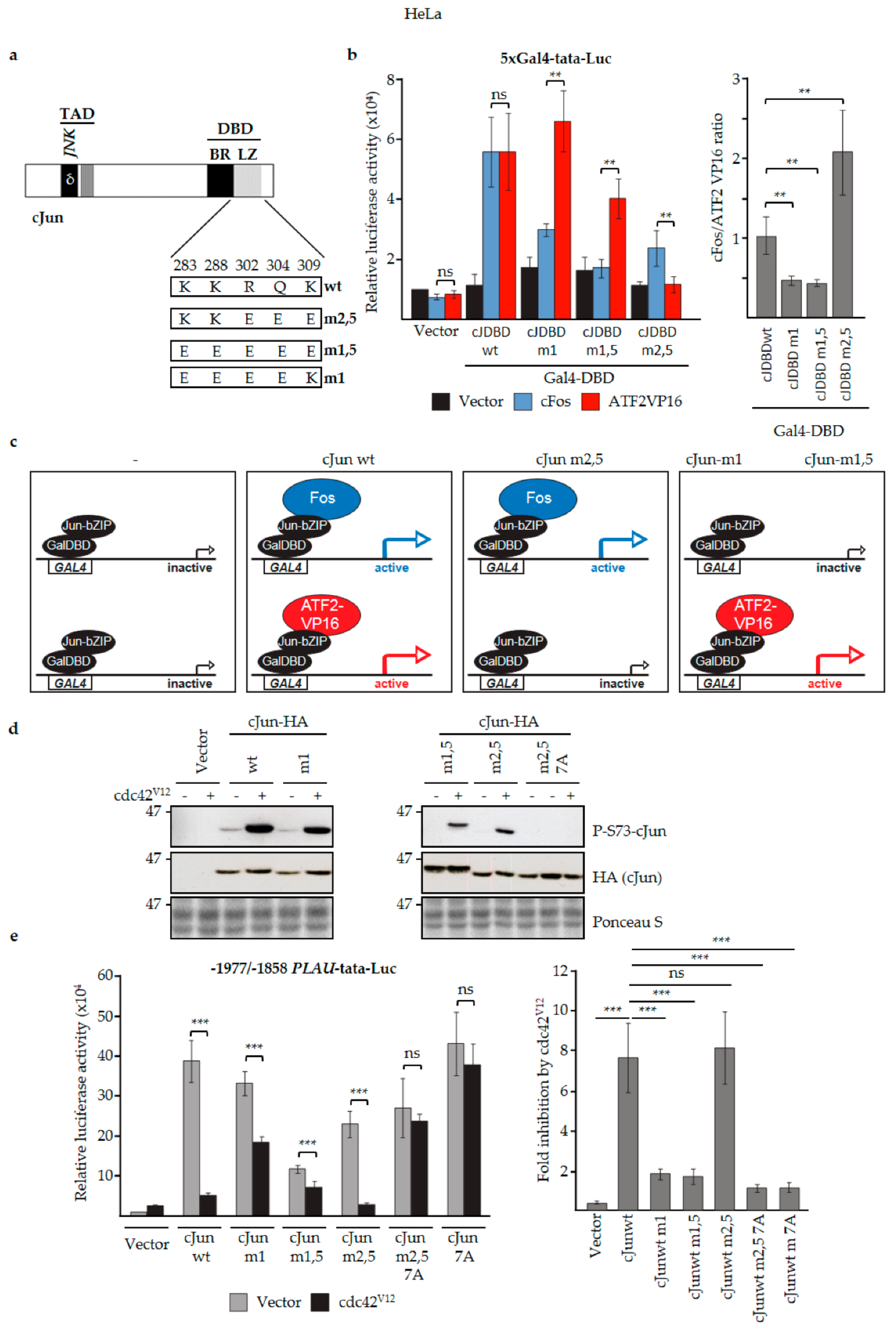 Cells 08 01481 g005a Cells 08 01481 g005a