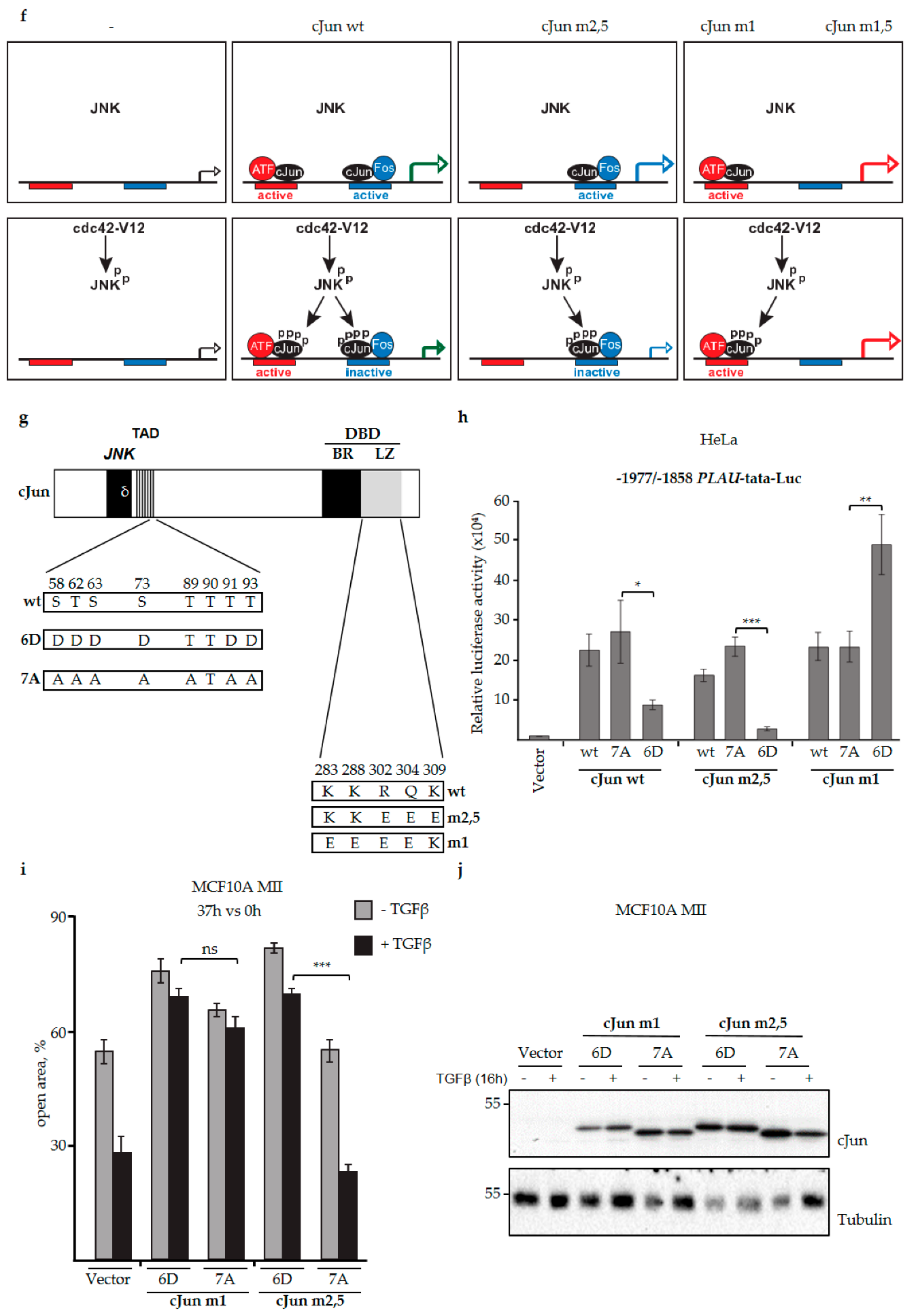 Cells 08 01481 g005b Cells 08 01481 g005b