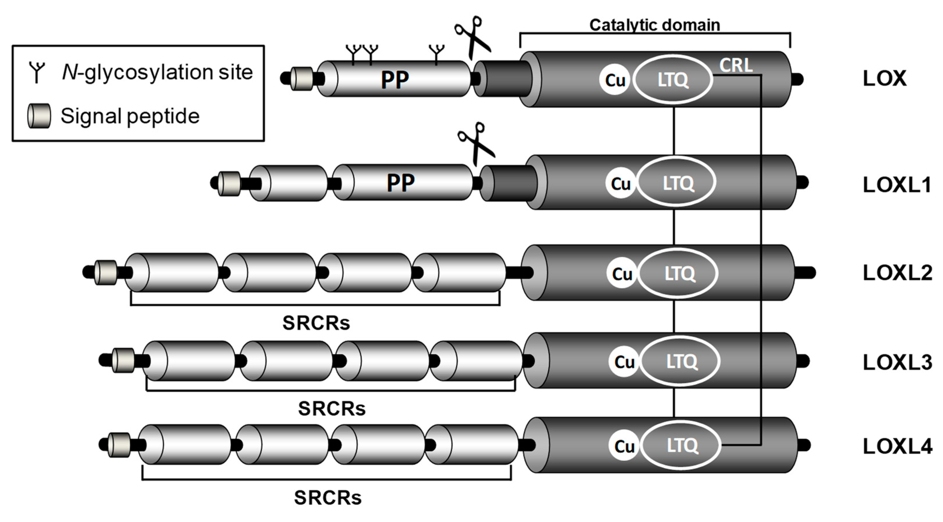 Cells 08 01483 g002 Cells 08 01483 g002