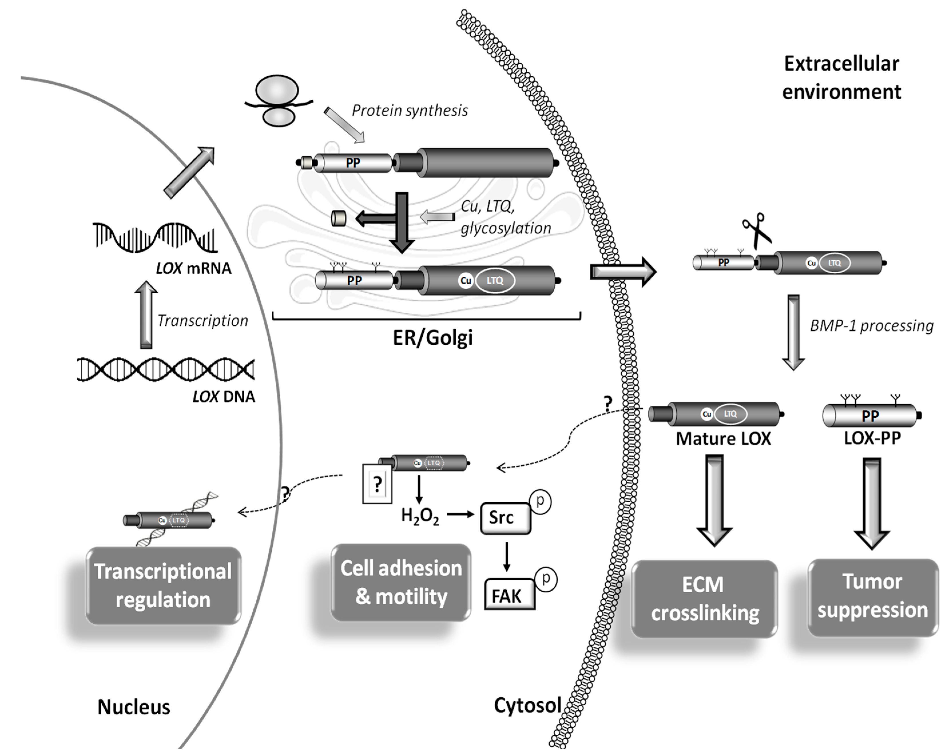 Cells 08 01483 g003 Cells 08 01483 g003