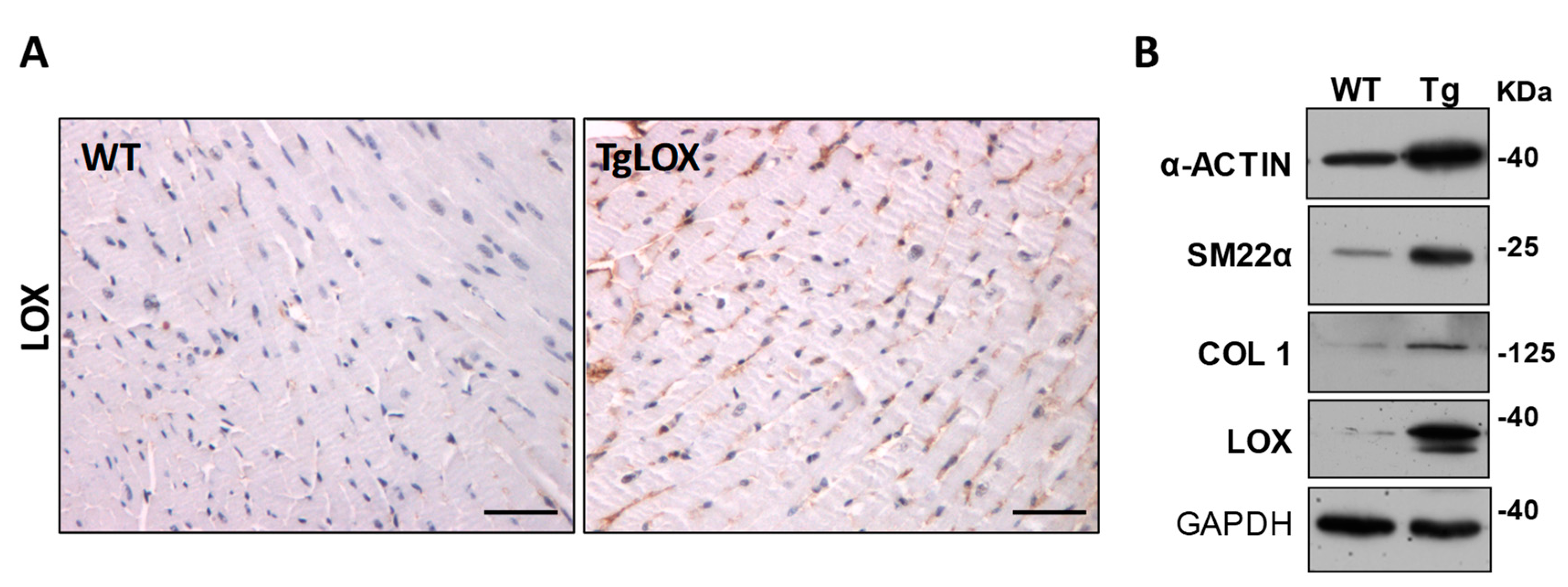 Cells 08 01483 g004 Cells 08 01483 g004