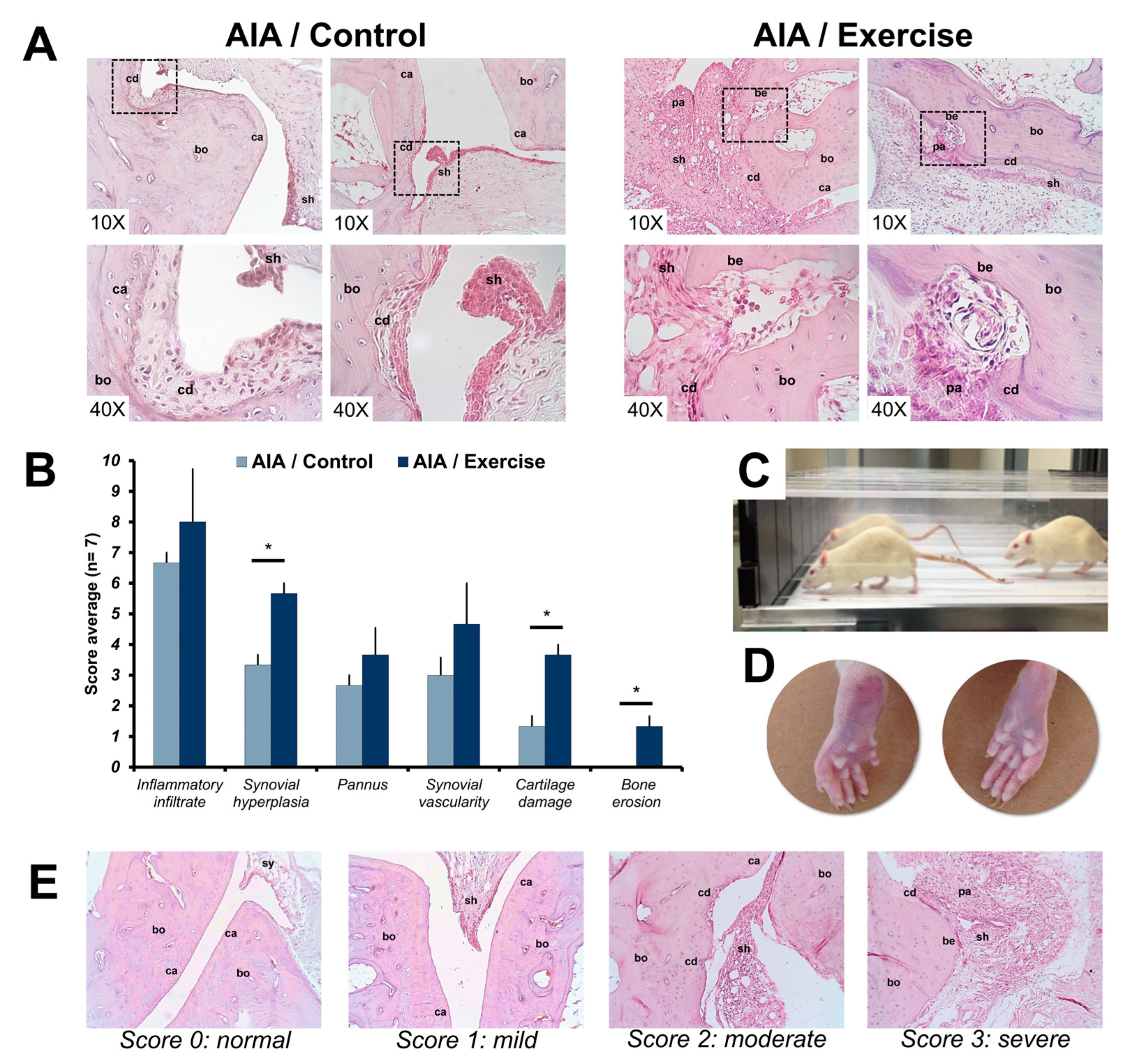 Cells 08 01493 g001 Cells 08 01493 g001