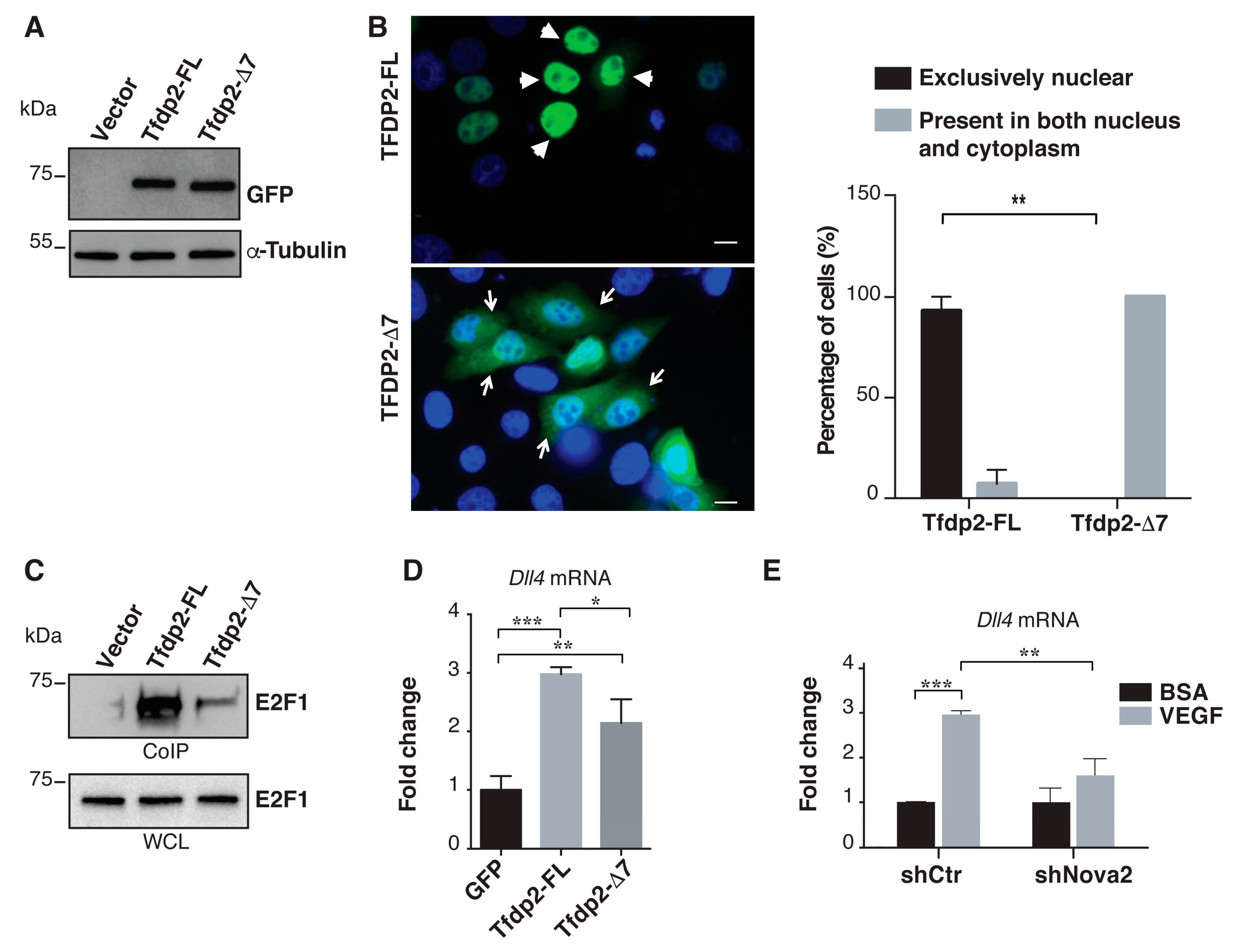 Cells 08 01498 g004 Cells 08 01498 g004