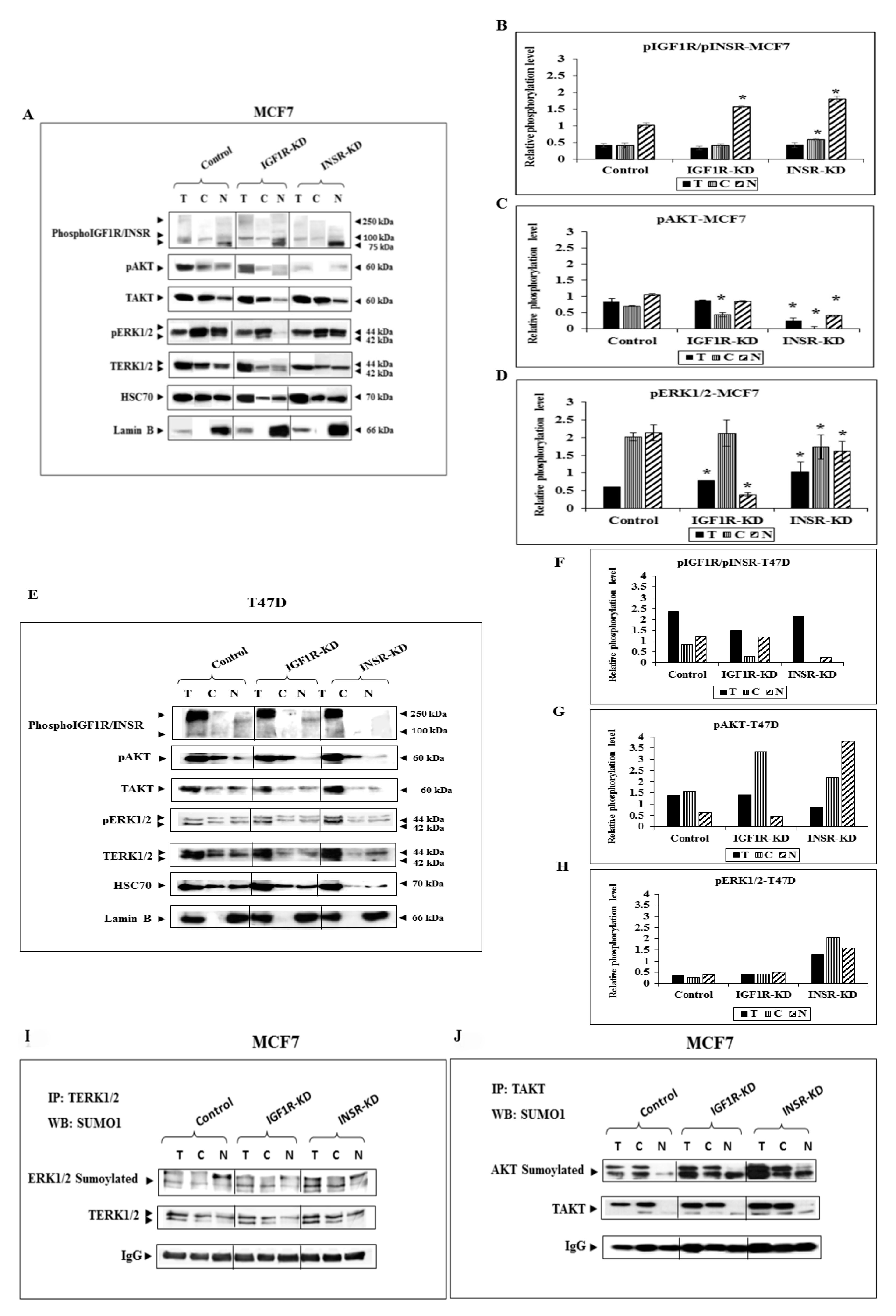 Cells 08 01499 g002 Cells 08 01499 g002