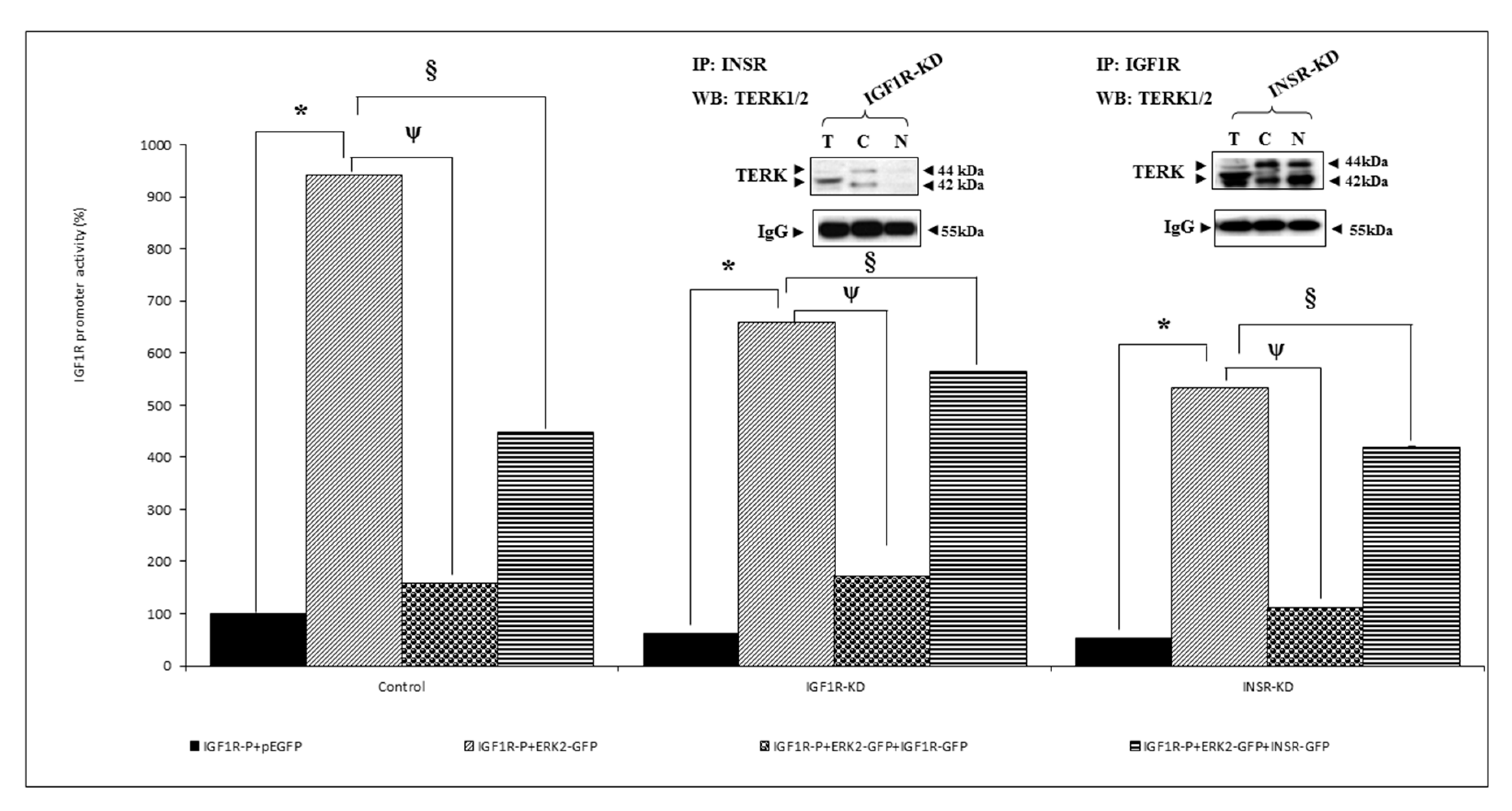 Cells 08 01499 g005 Cells 08 01499 g005