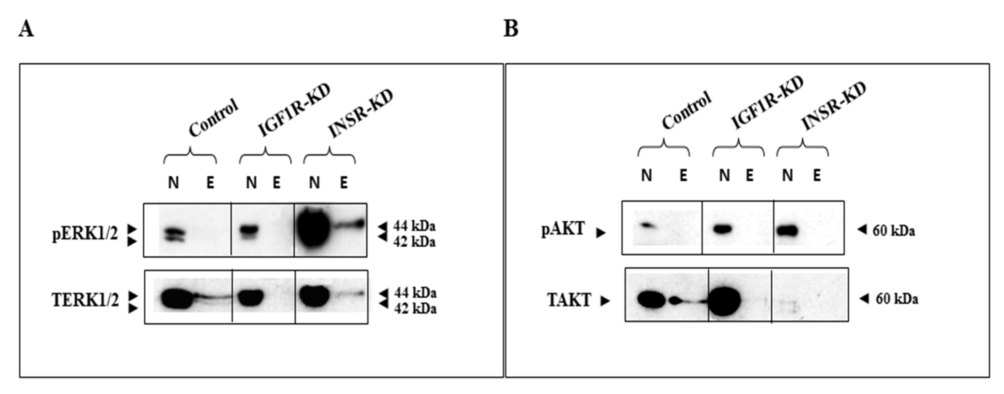 Cells 08 01499 g008 Cells 08 01499 g008