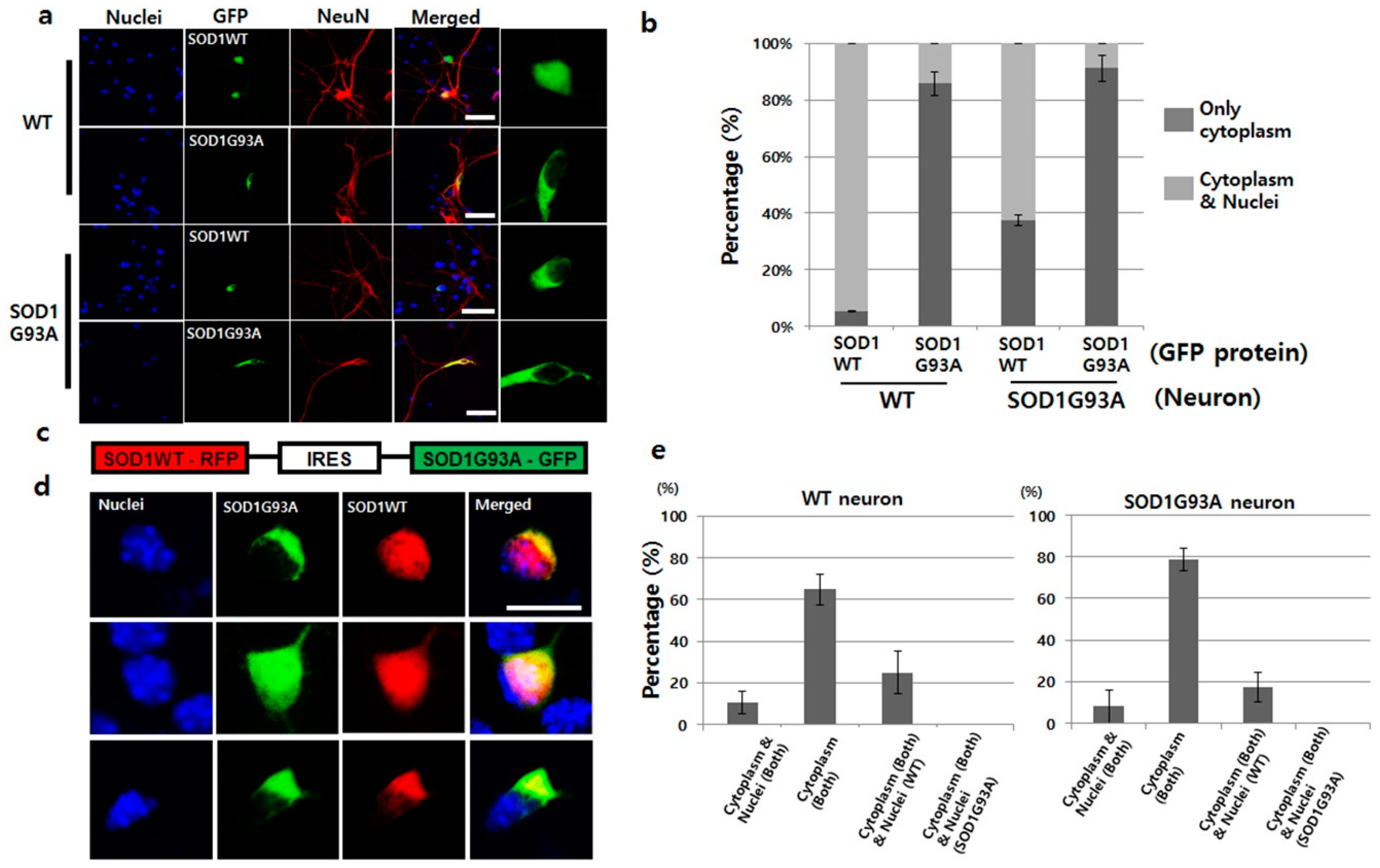 Cells 08 01502 g001 Cells 08 01502 g001