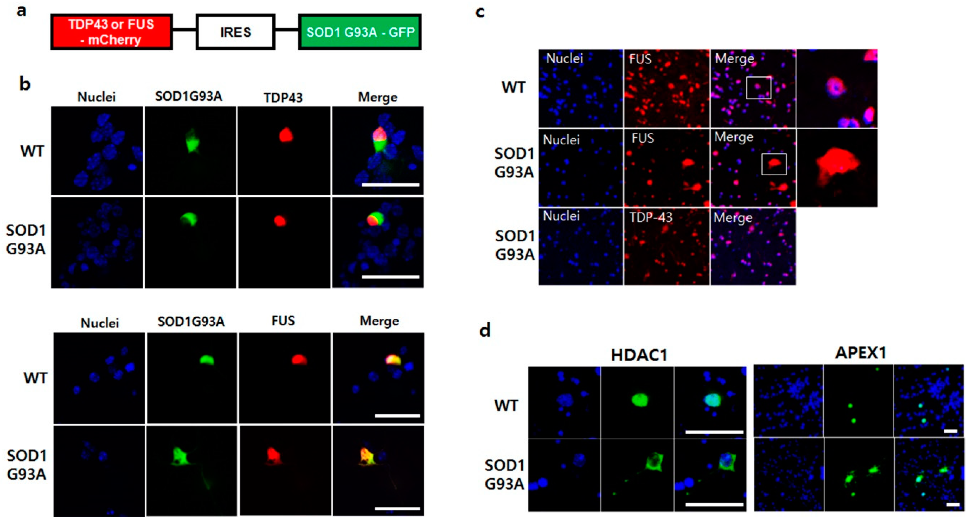 Cells 08 01502 g004 Cells 08 01502 g004