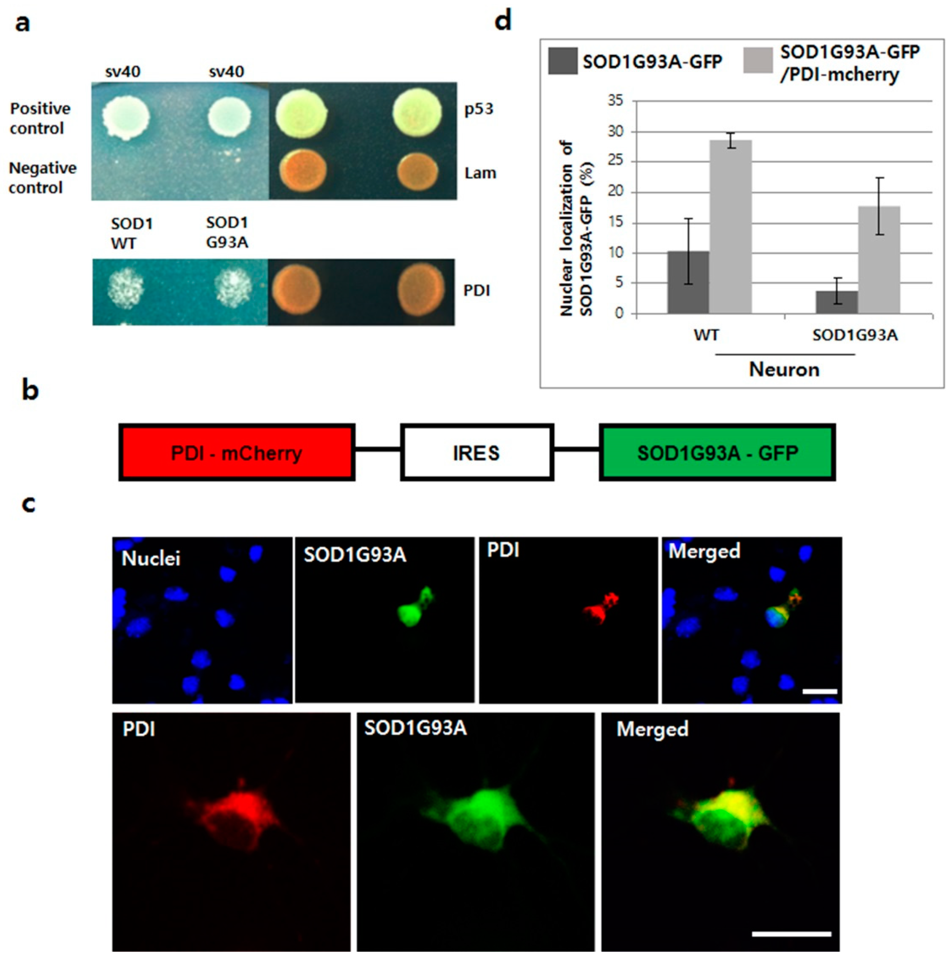 Cells 08 01502 g005 Cells 08 01502 g005