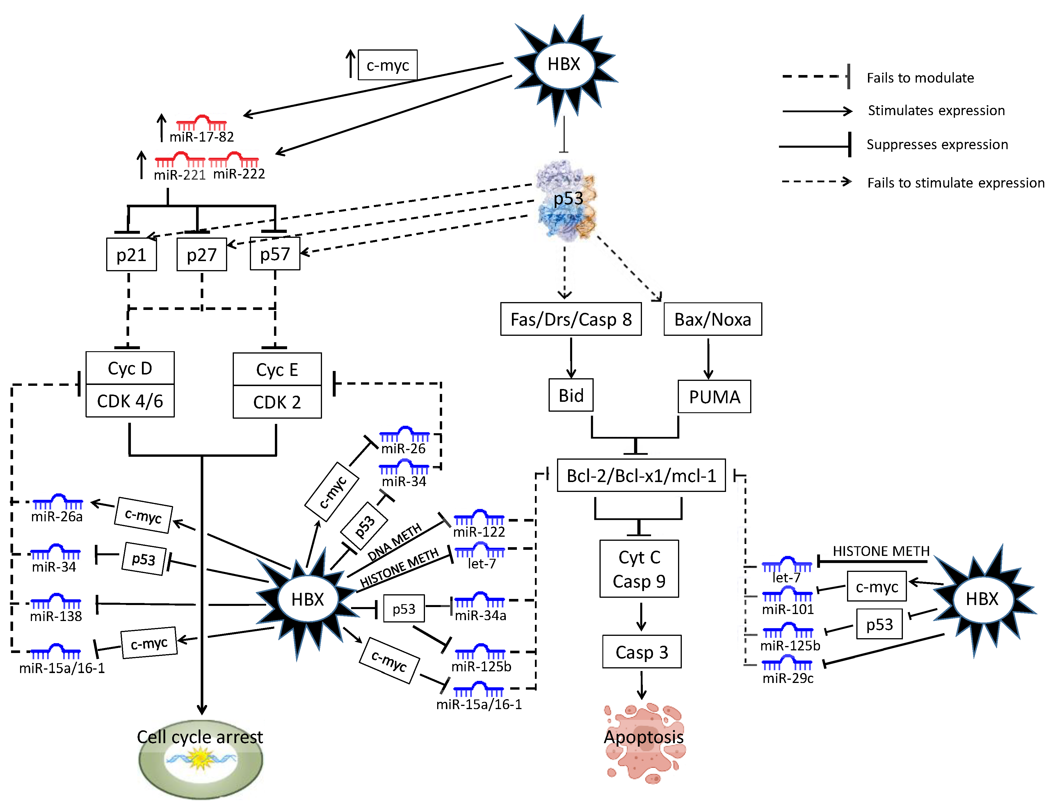 Cells 08 01504 g003 Cells 08 01504 g003