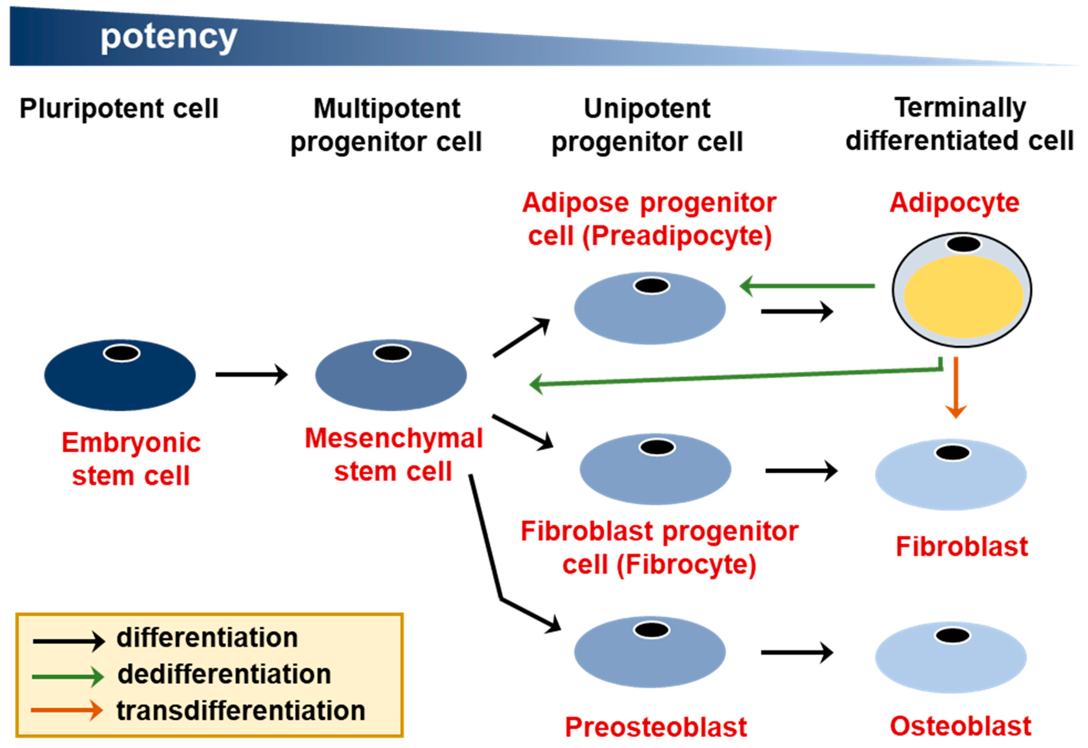 Cells Free Full Text White Adipocyte Plasticity In Physiology