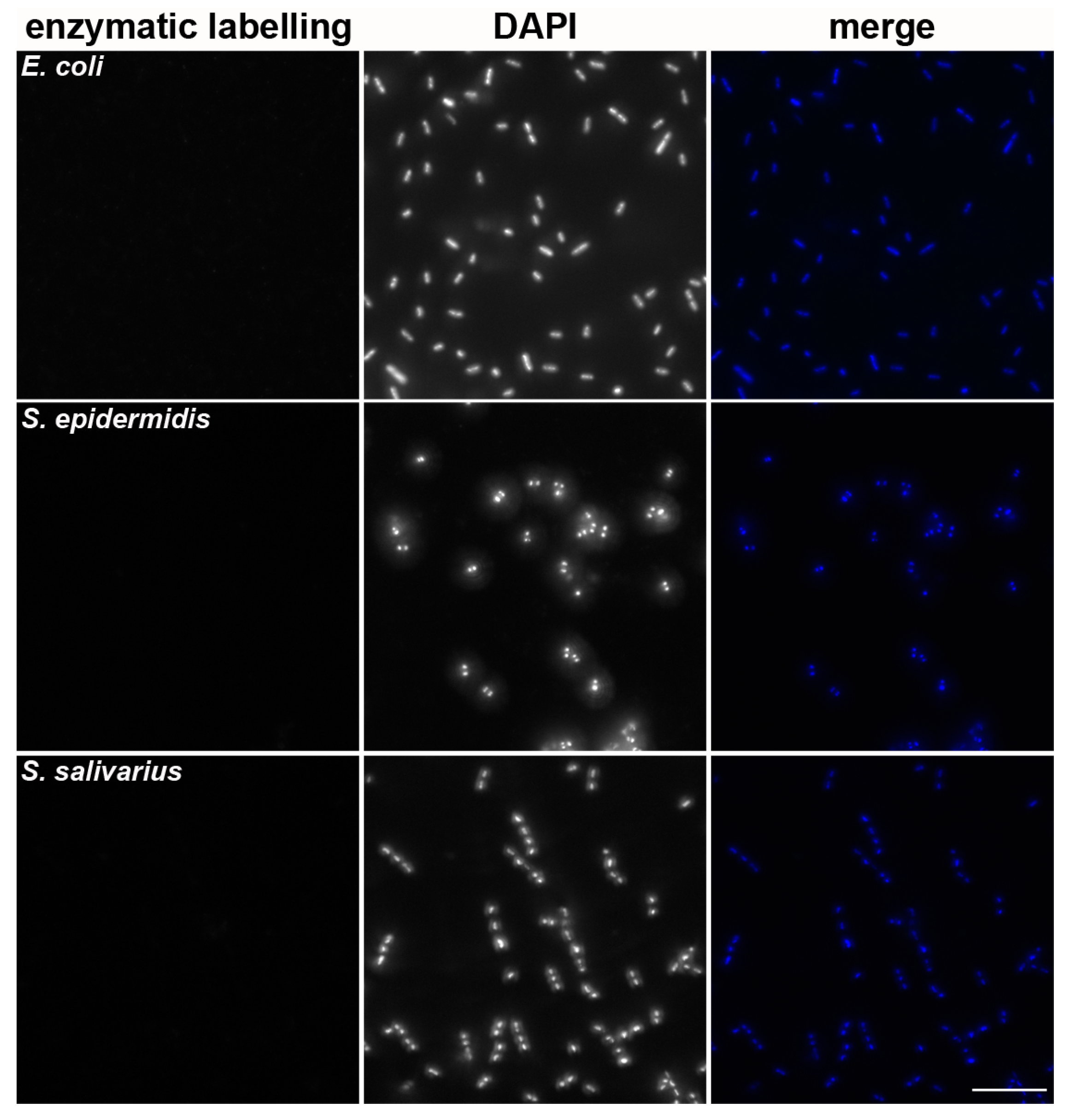 Cells Free FullText A New Sensitive Method for the Detection of