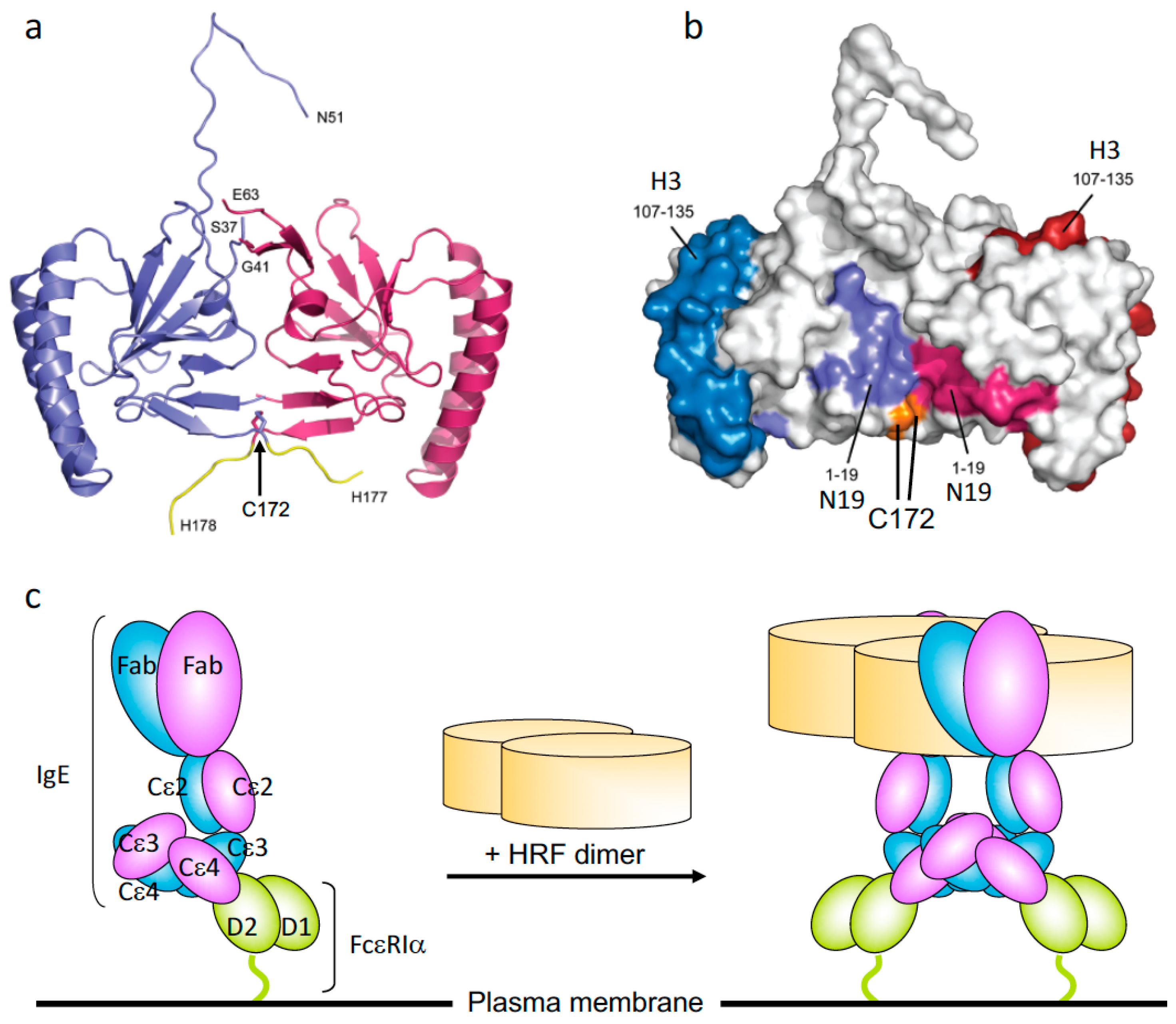 Cells Free FullText HistamineReleasing Factor, a New Therapeutic