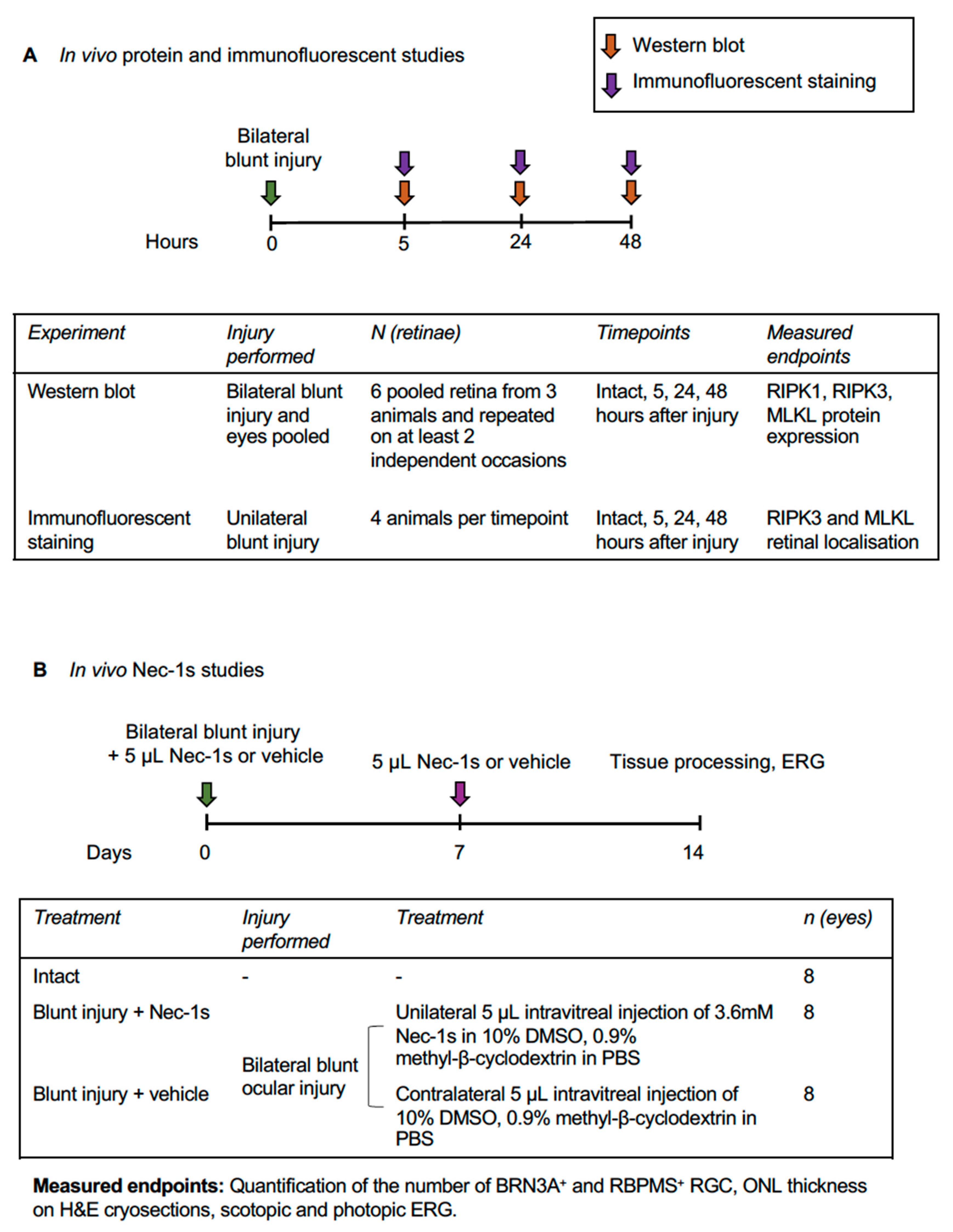 Cells 08 01517 g001 Cells 08 01517 g001