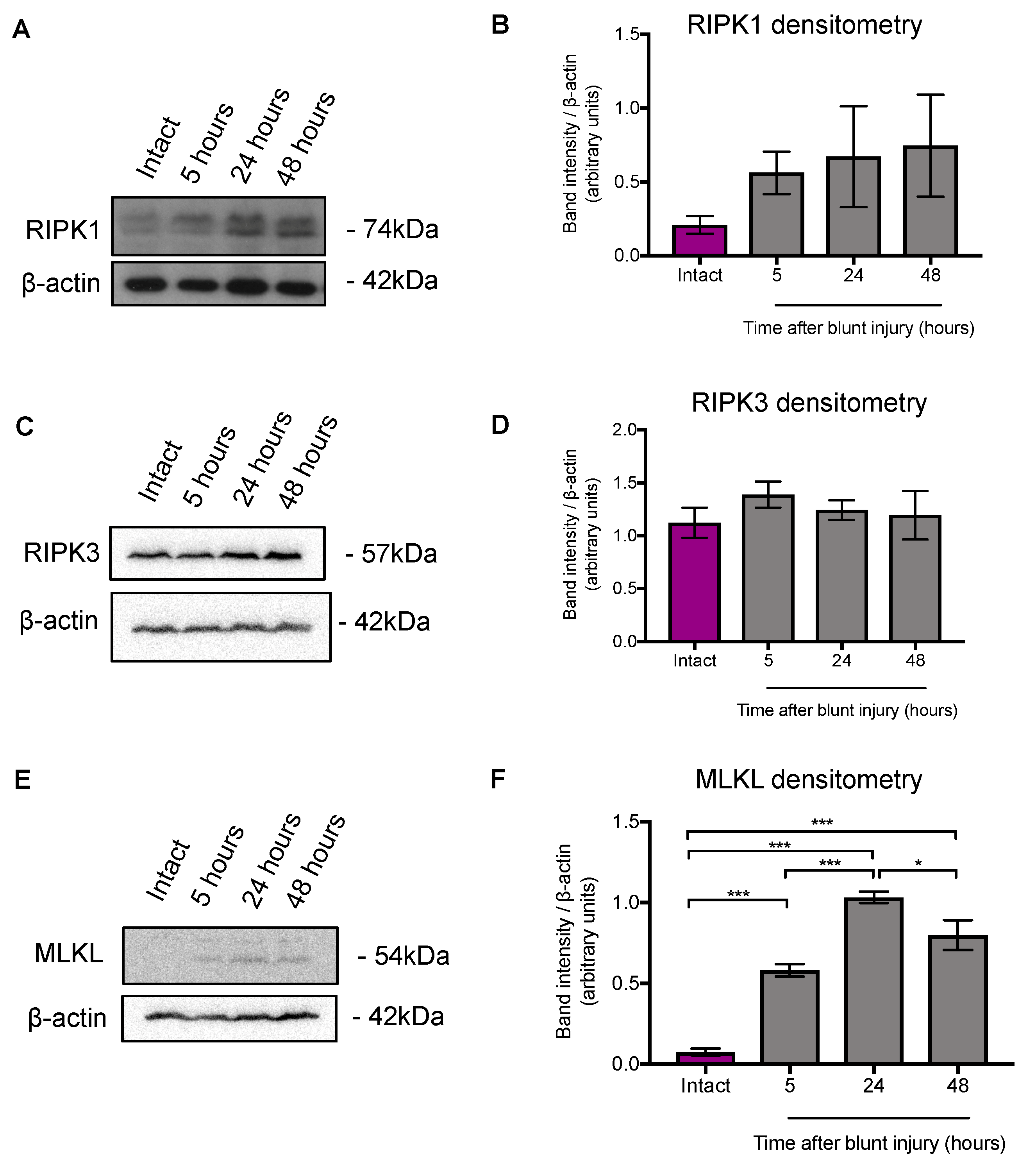 Cells 08 01517 g002 Cells 08 01517 g002