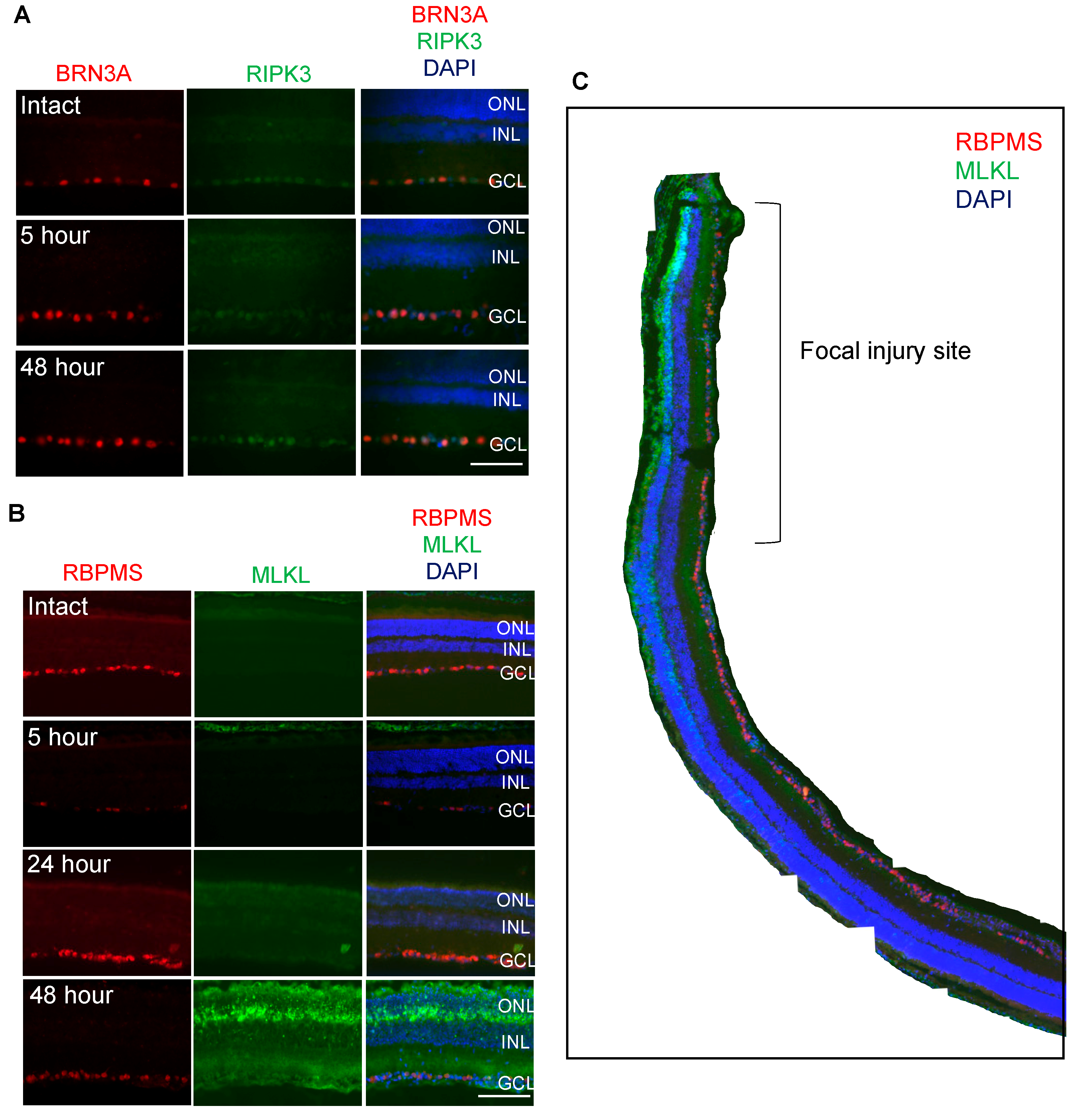 Cells 08 01517 g003 Cells 08 01517 g003