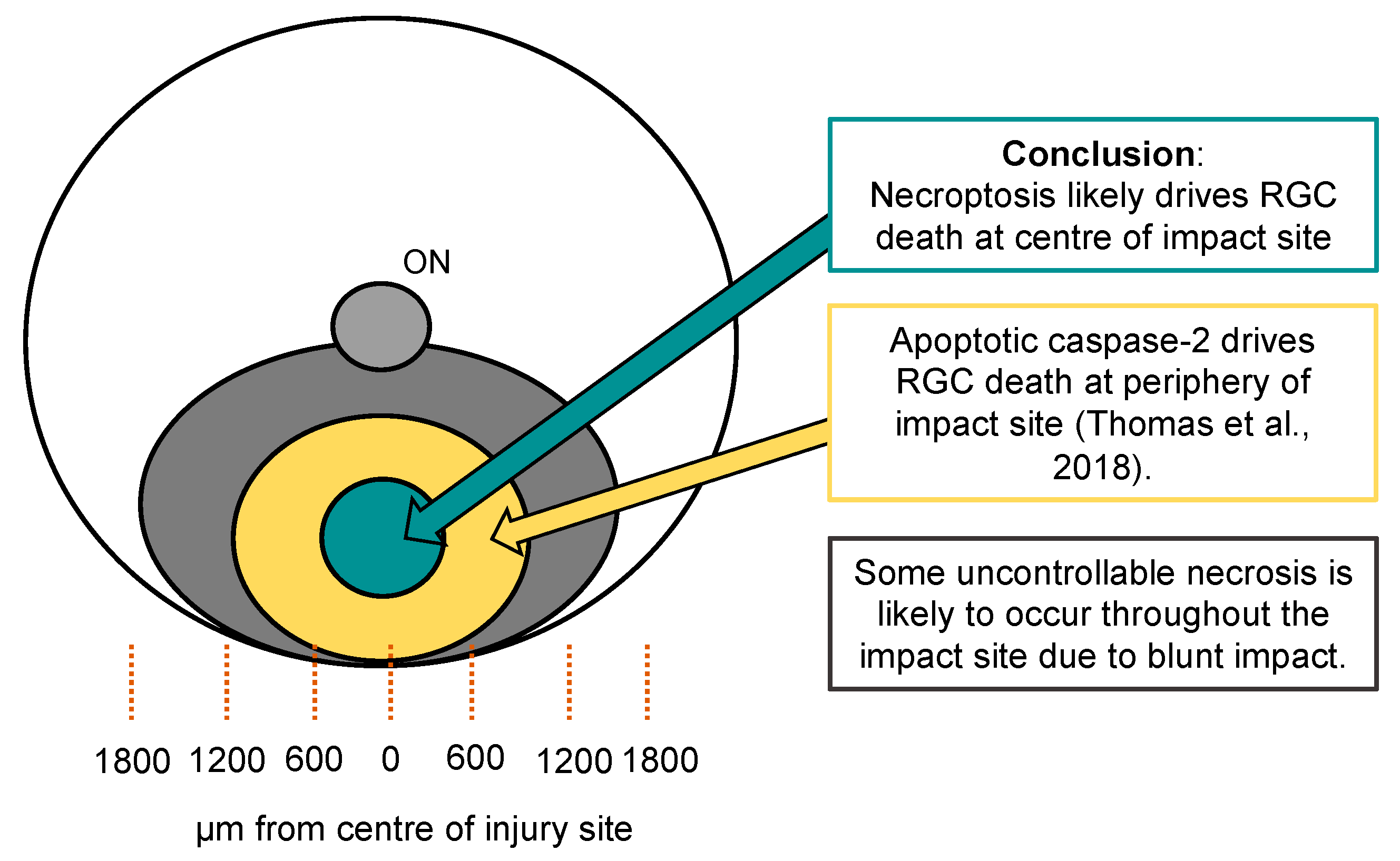 Cells 08 01517 g007 Cells 08 01517 g007