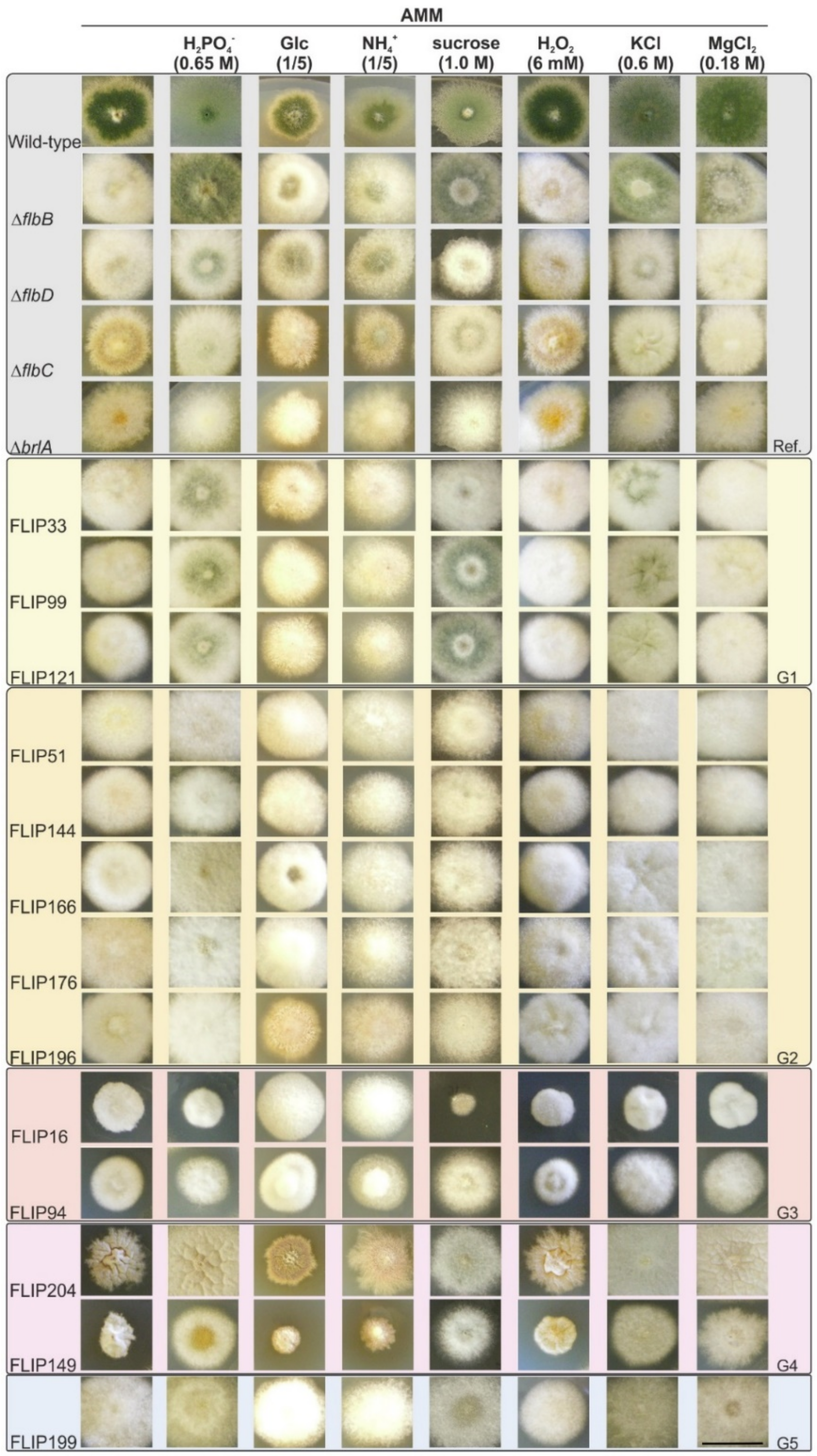 Cells 08 01520 g002 Cells 08 01520 g002