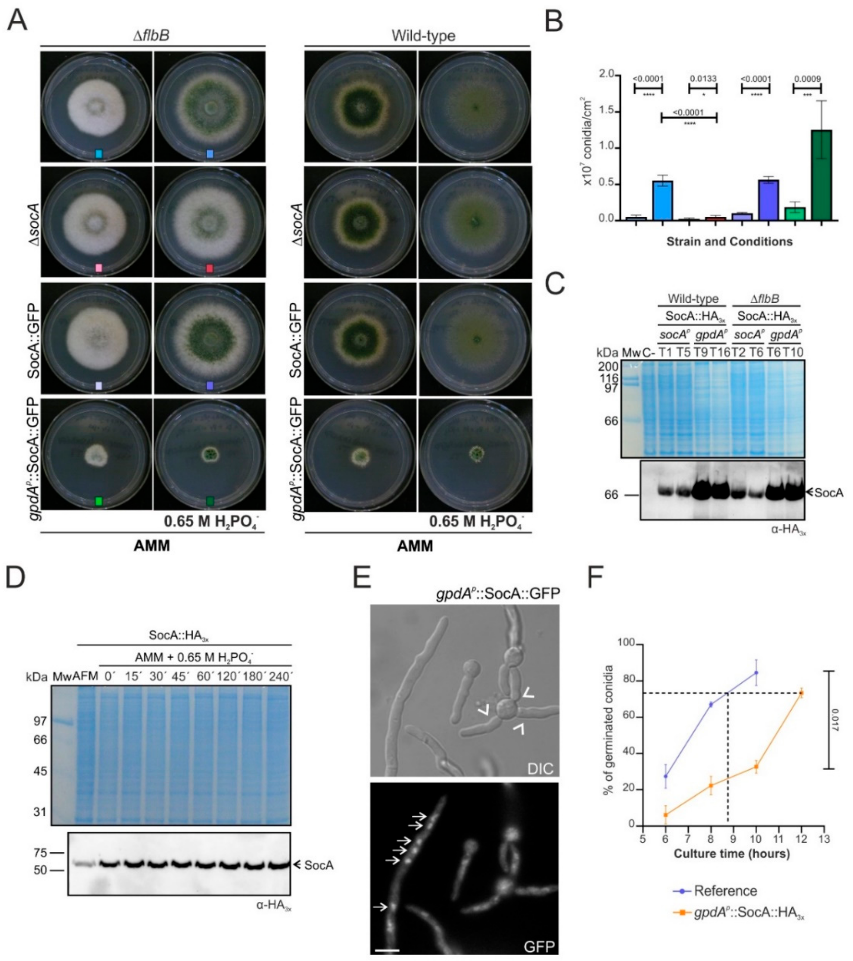 Cells 08 01520 g004 Cells 08 01520 g004