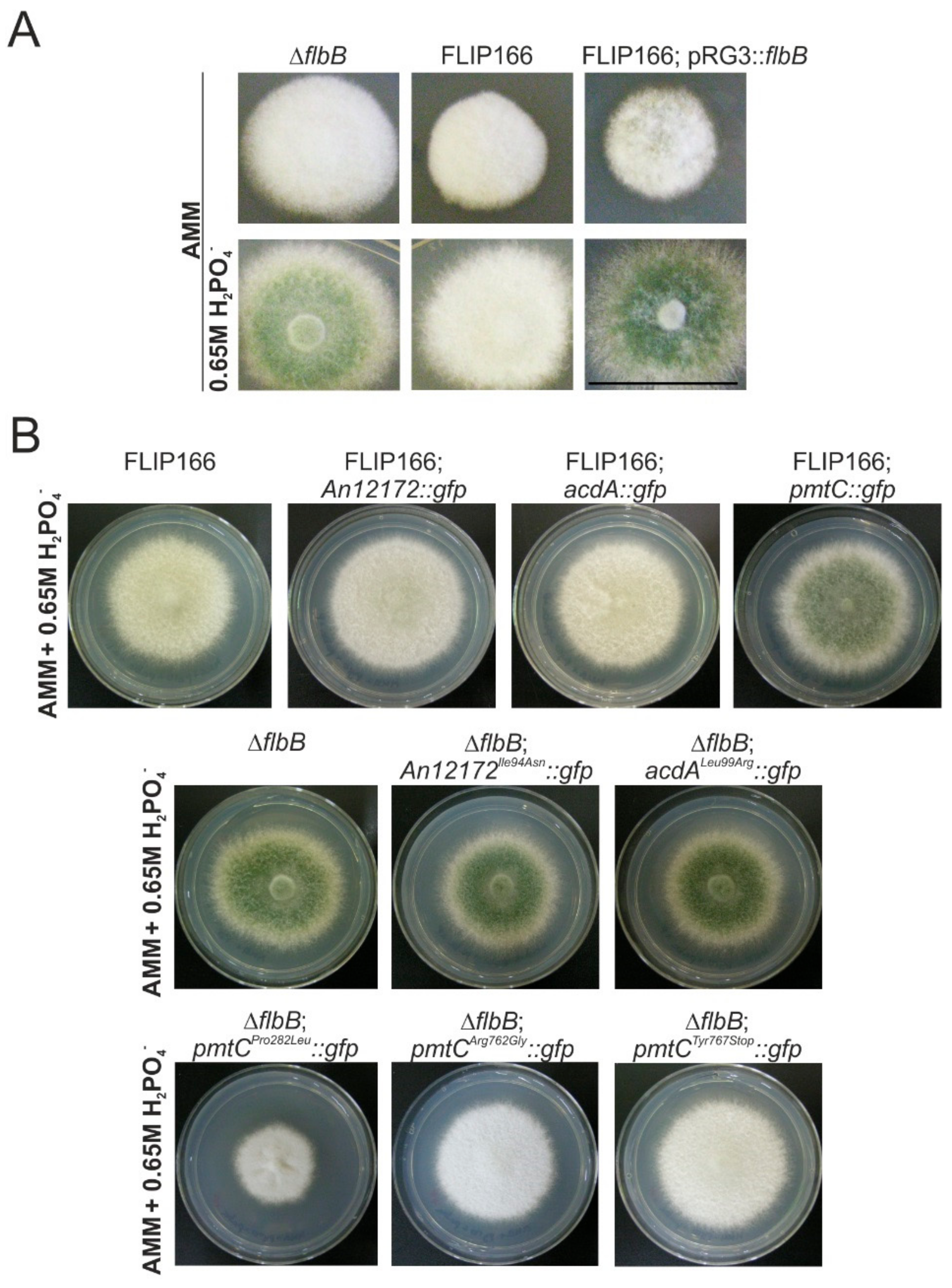 Cells 08 01520 g005 Cells 08 01520 g005