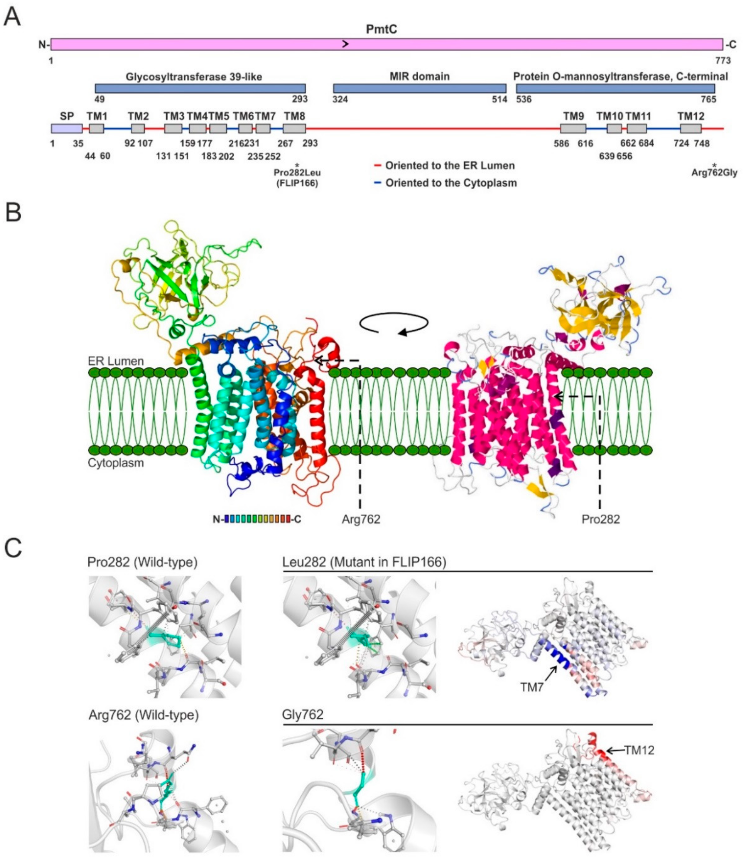 Cells 08 01520 g007 Cells 08 01520 g007