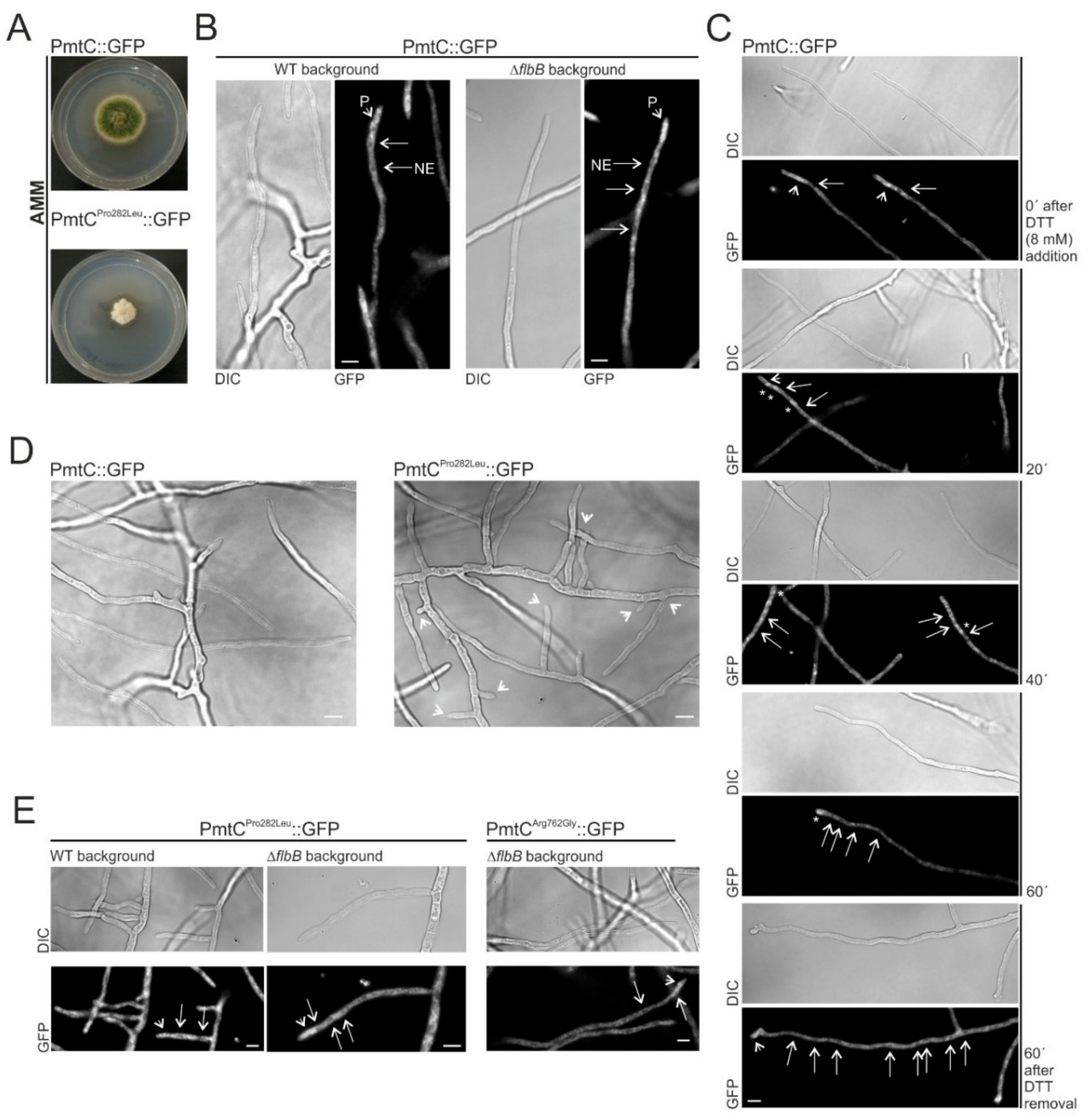 Cells 08 01520 g008 Cells 08 01520 g008