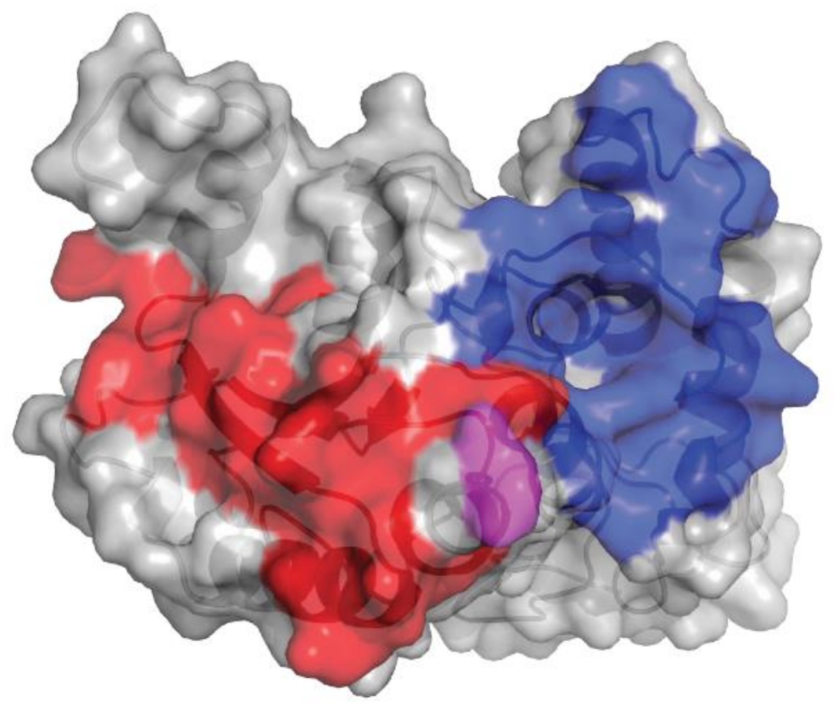 Cells 08 01522 g002 Cells 08 01522 g002
