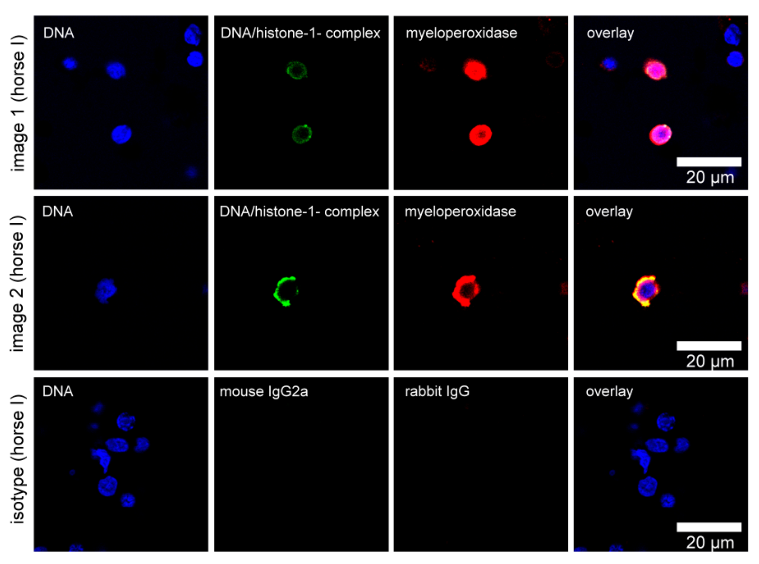 Cells 08 01528 g002 Cells 08 01528 g002