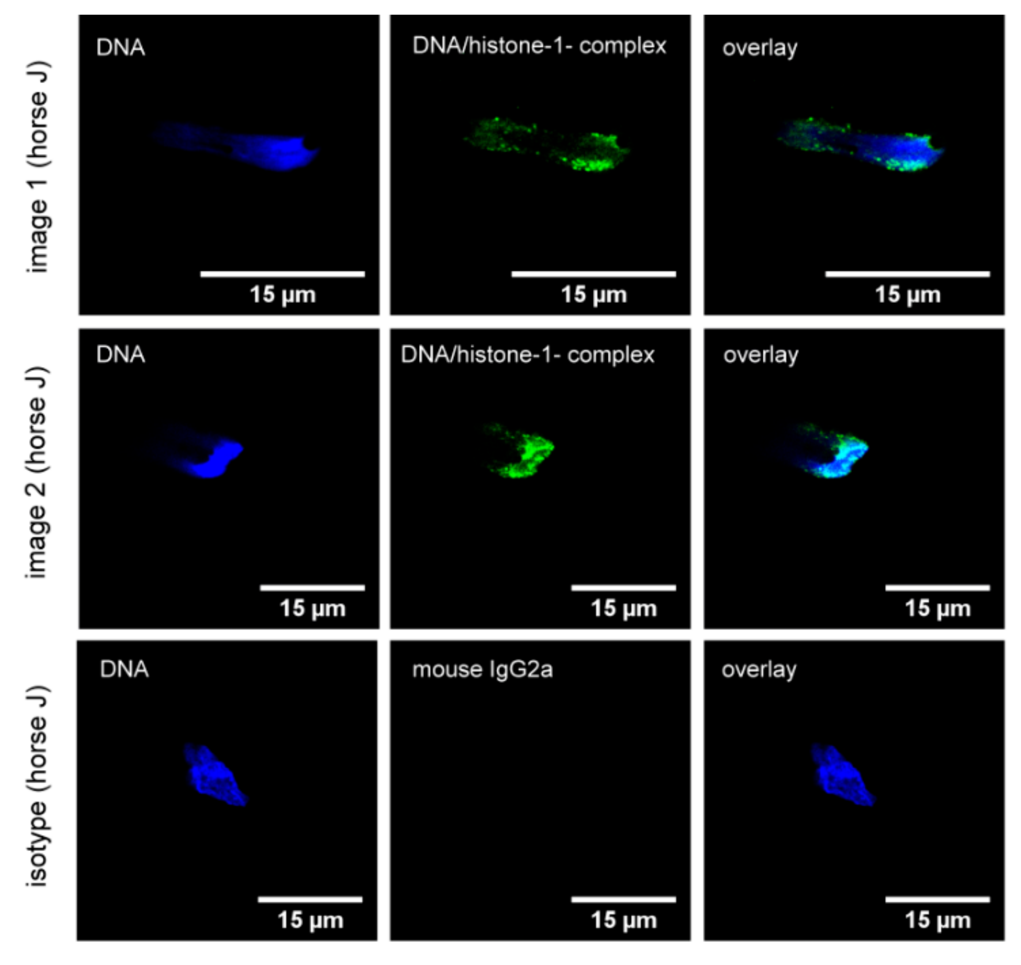 Cells 08 01528 g003 Cells 08 01528 g003