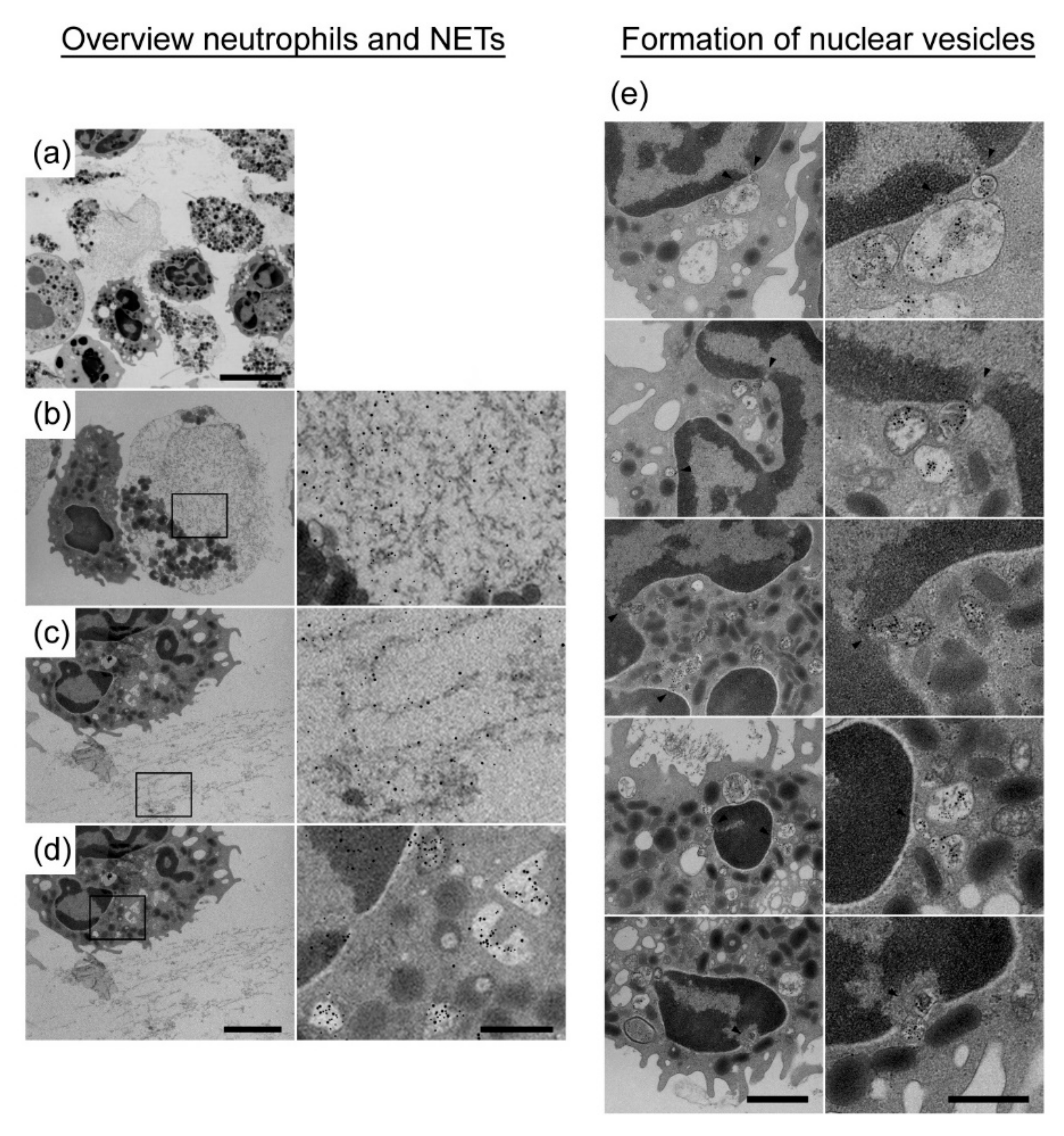 Cells 08 01528 g004 Cells 08 01528 g004