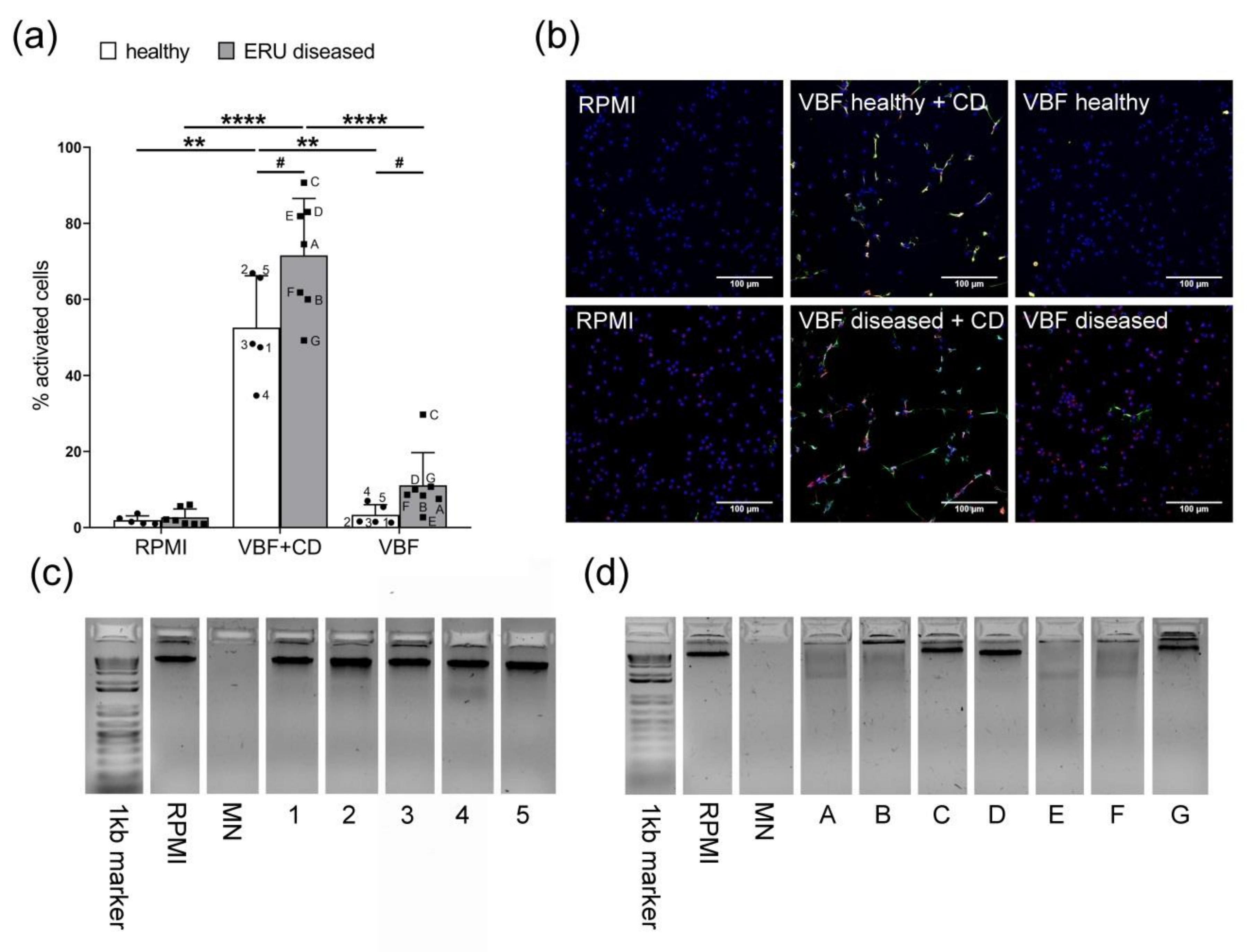 Cells 08 01528 g005 Cells 08 01528 g005