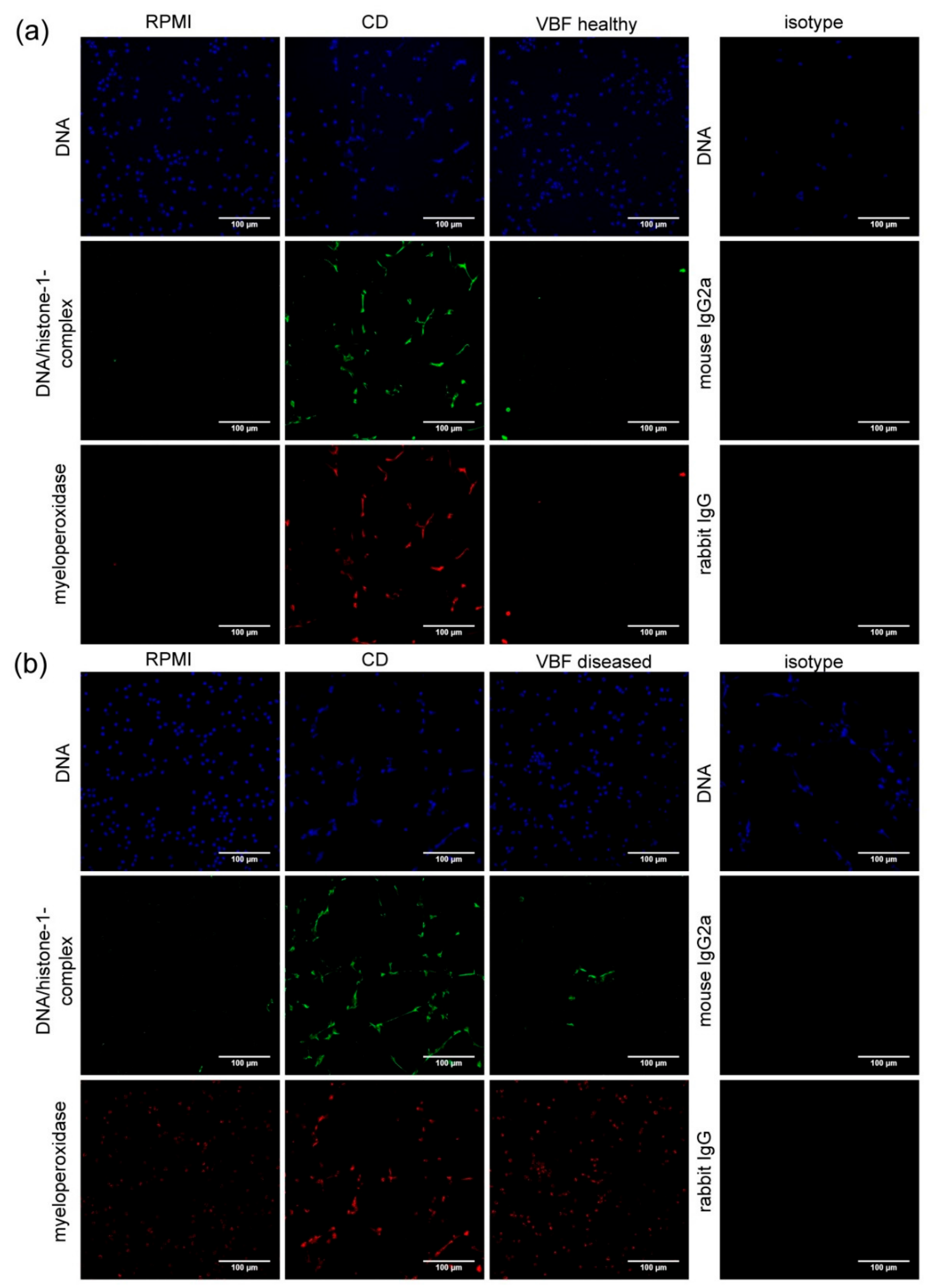 Cells 08 01528 g0a1 Cells 08 01528 g0a1