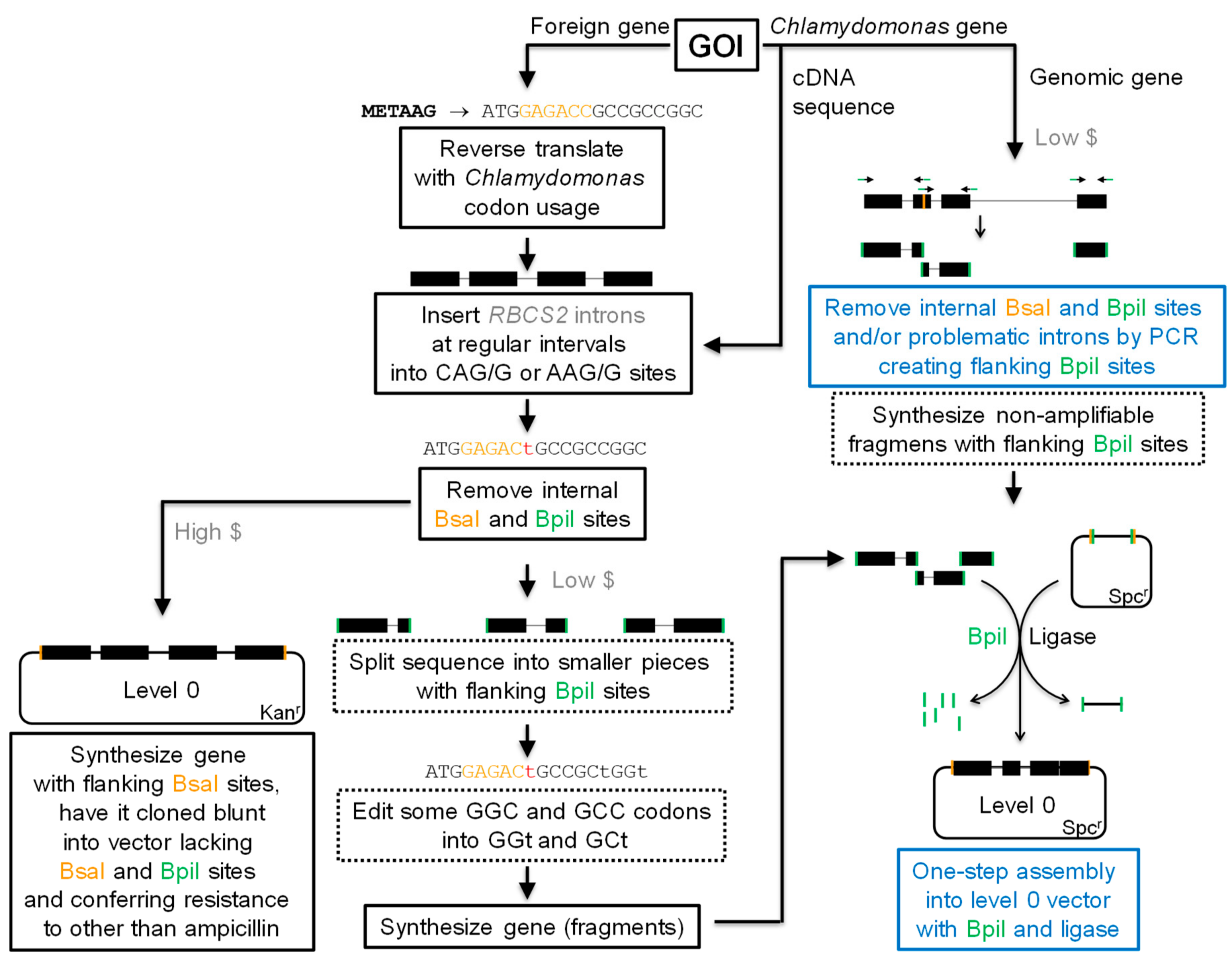 Cells 08 01534 g003 Cells 08 01534 g003