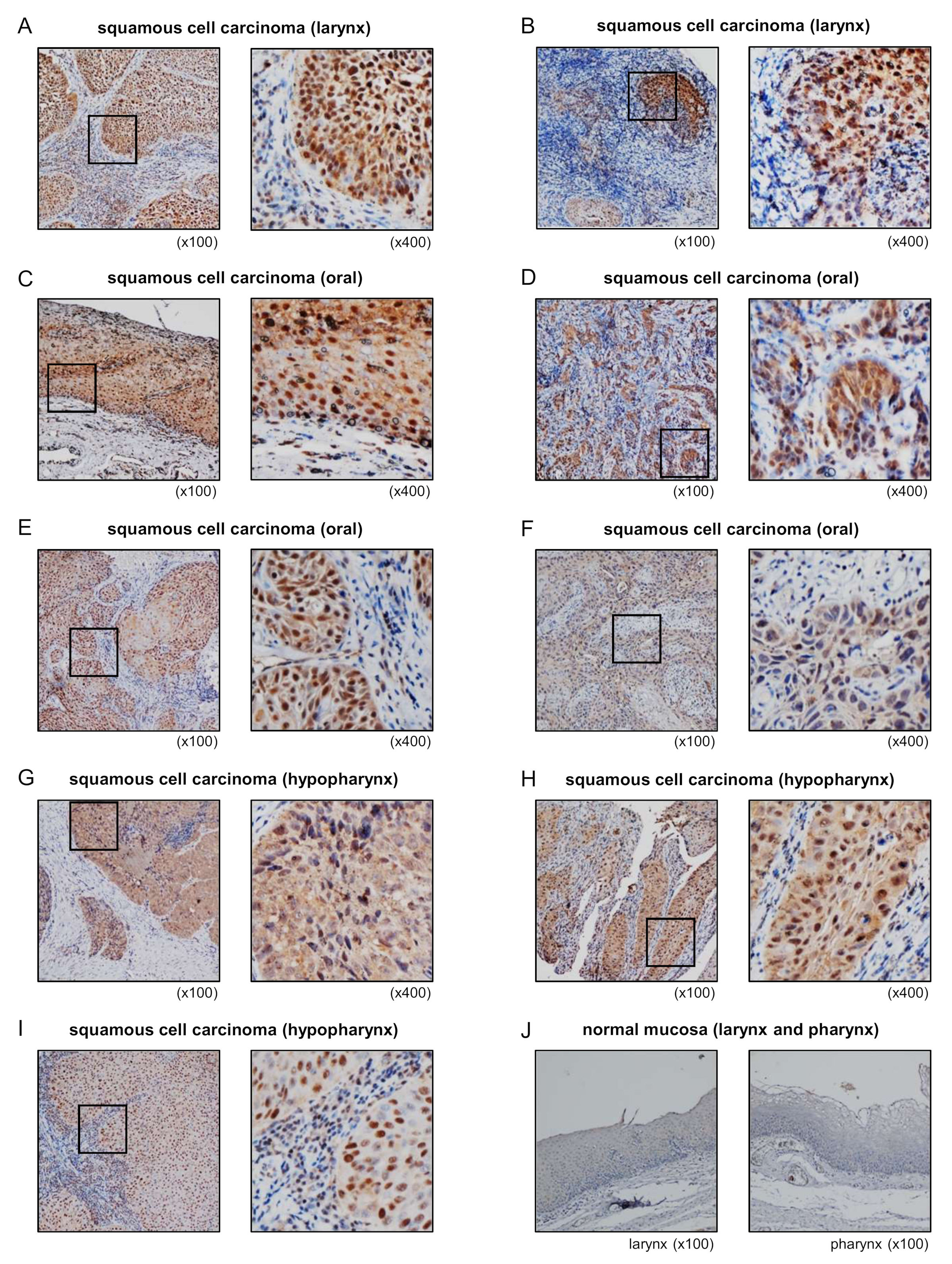 Cells 08 01535 g007 Cells 08 01535 g007