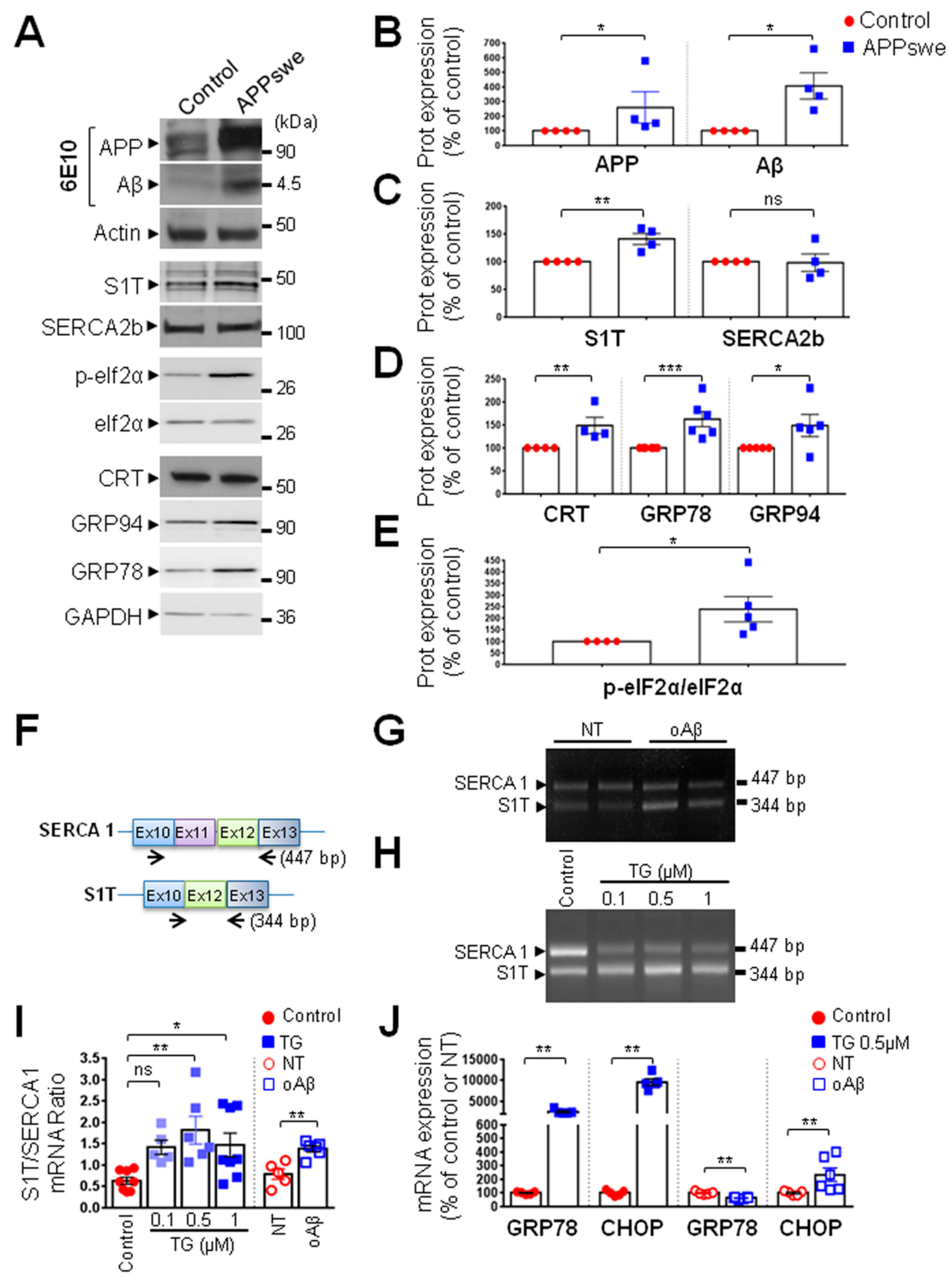 Cells 08 01539 g003 Cells 08 01539 g003