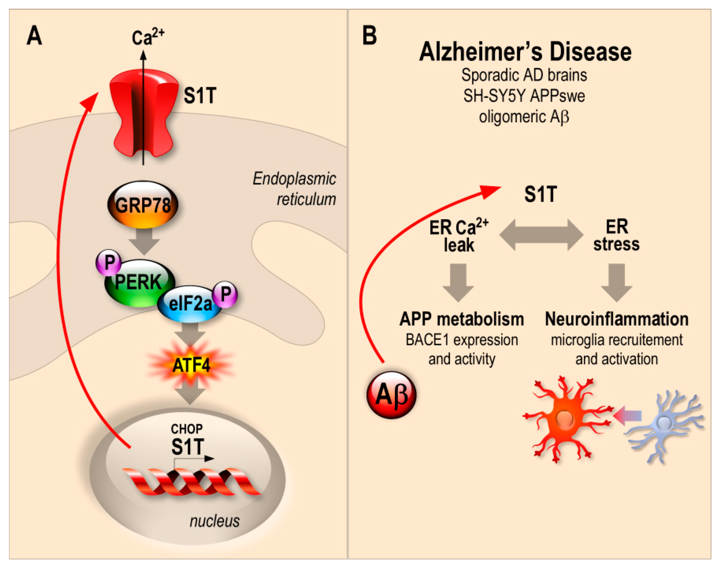 Cells 08 01539 g006 Cells 08 01539 g006