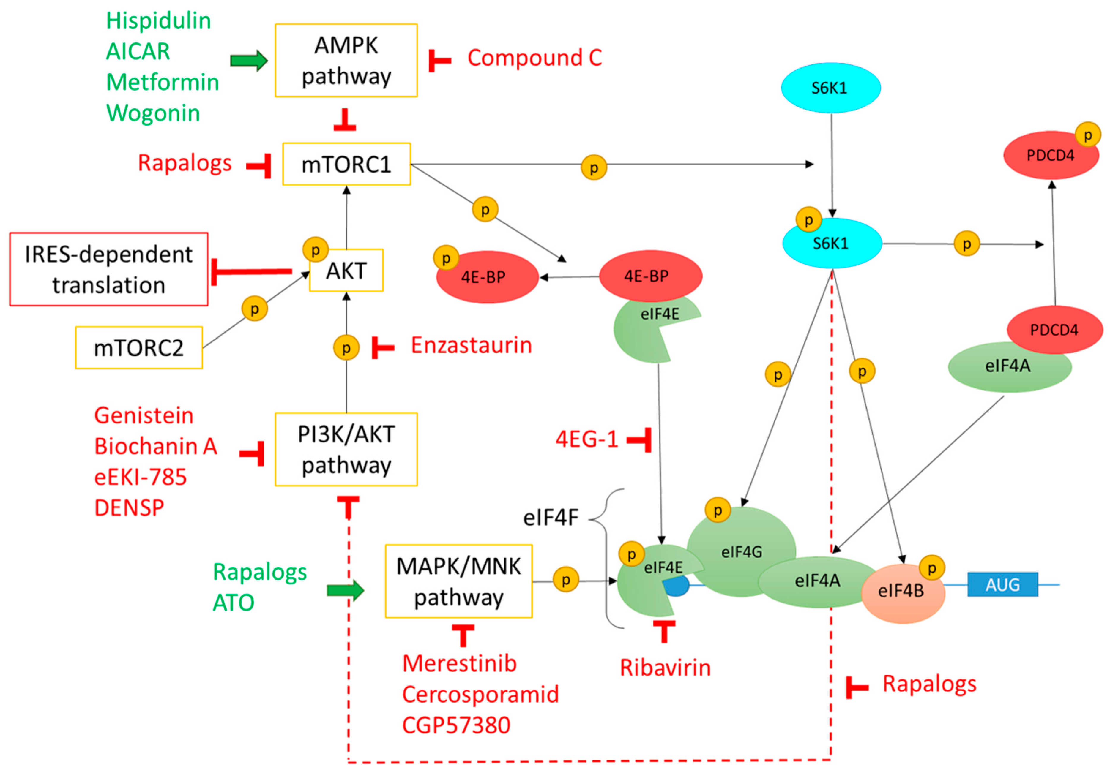 Cells 08 01542 g002 Cells 08 01542 g002