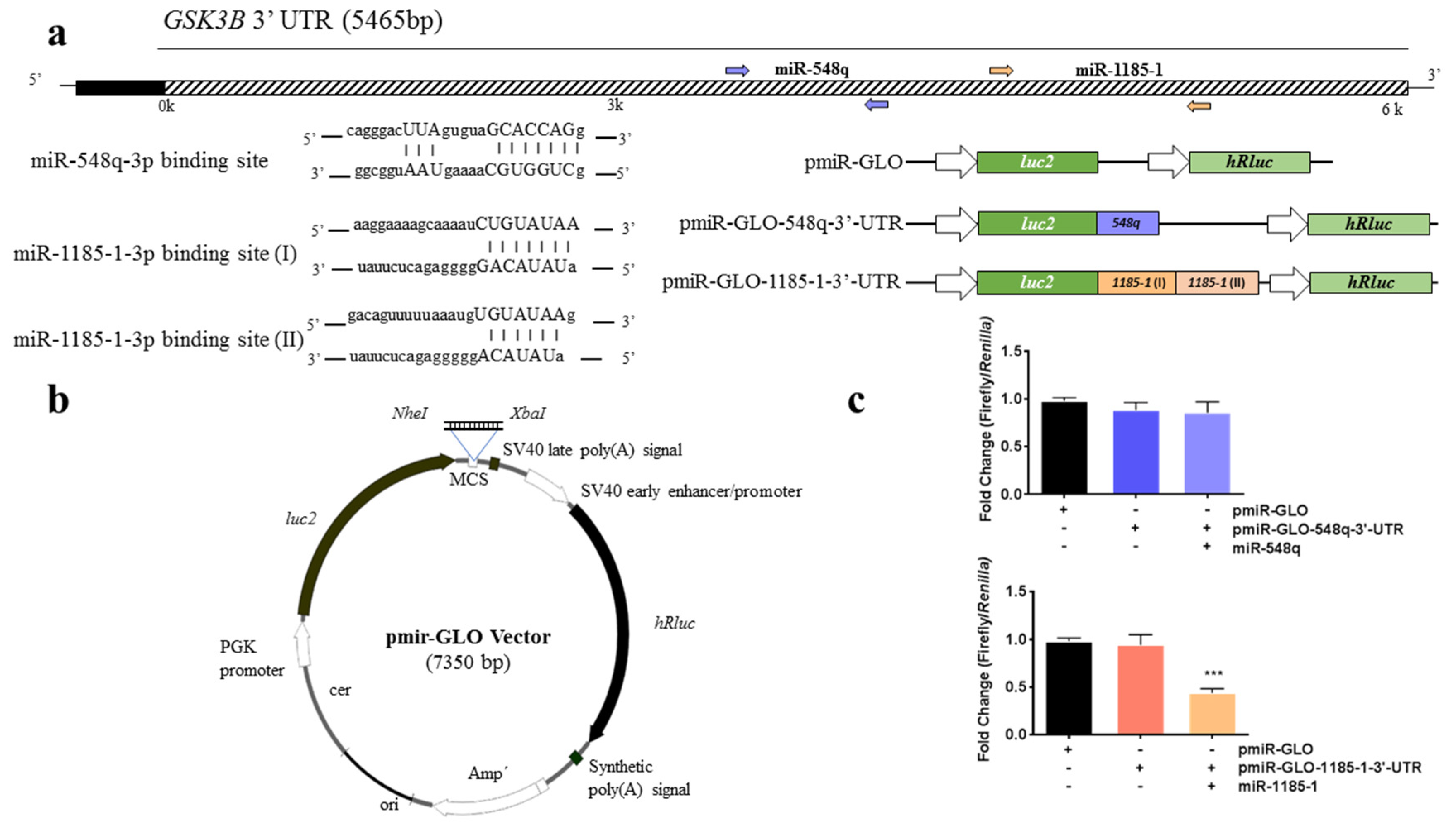 Cells 08 01548 g003 Cells 08 01548 g003