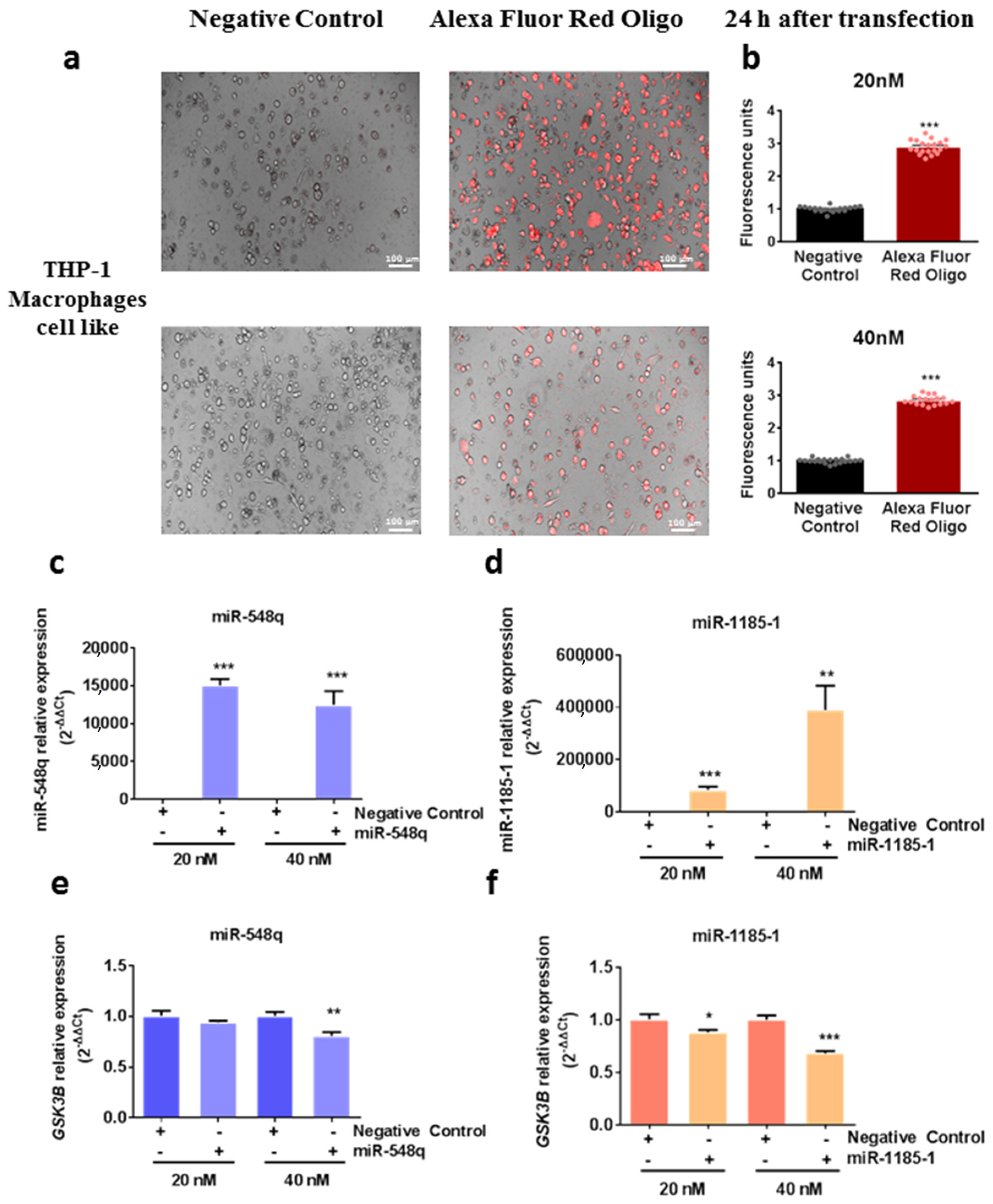 Cells 08 01548 g004 Cells 08 01548 g004