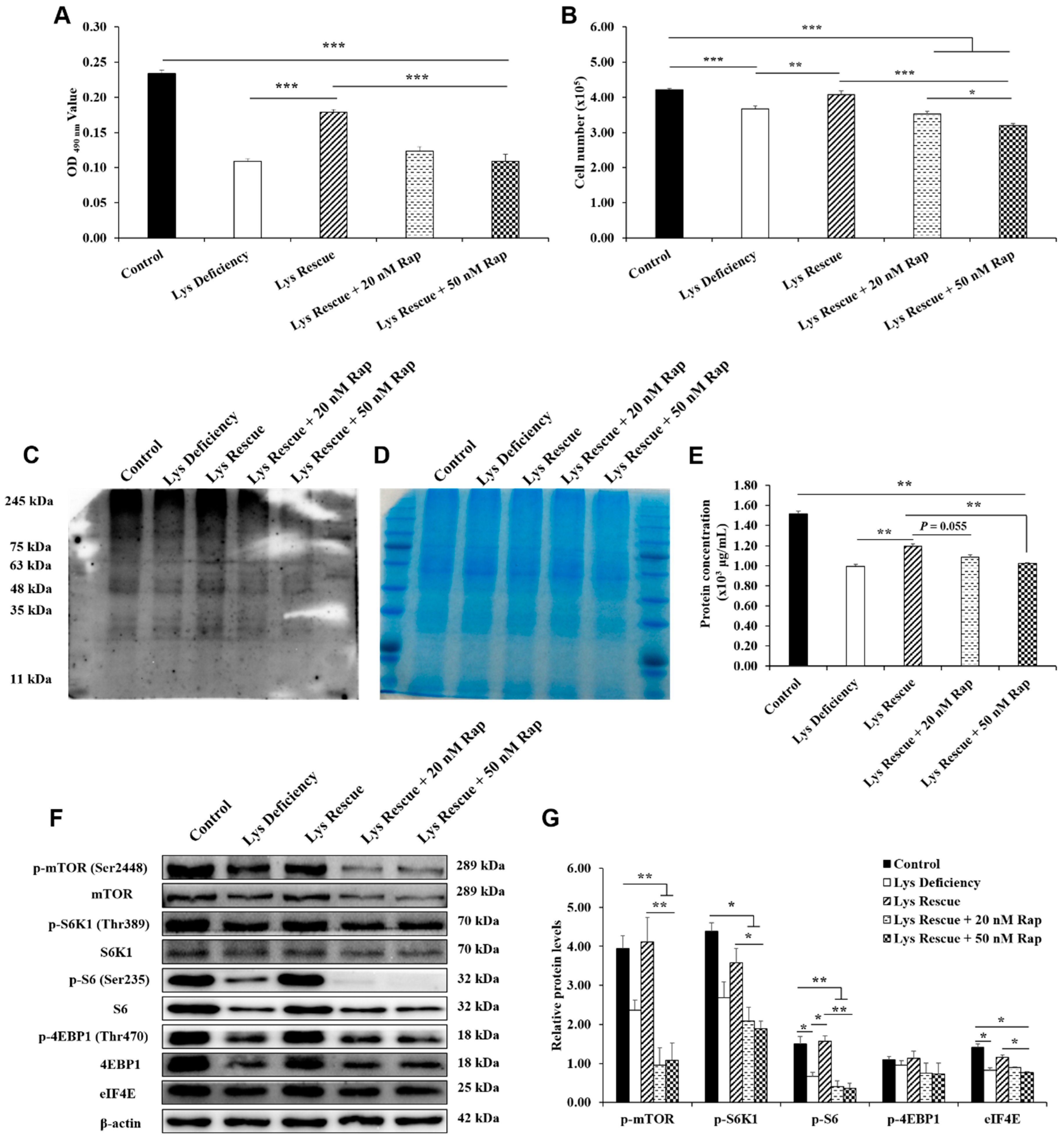 Cells 08 01549 g004 Cells 08 01549 g004