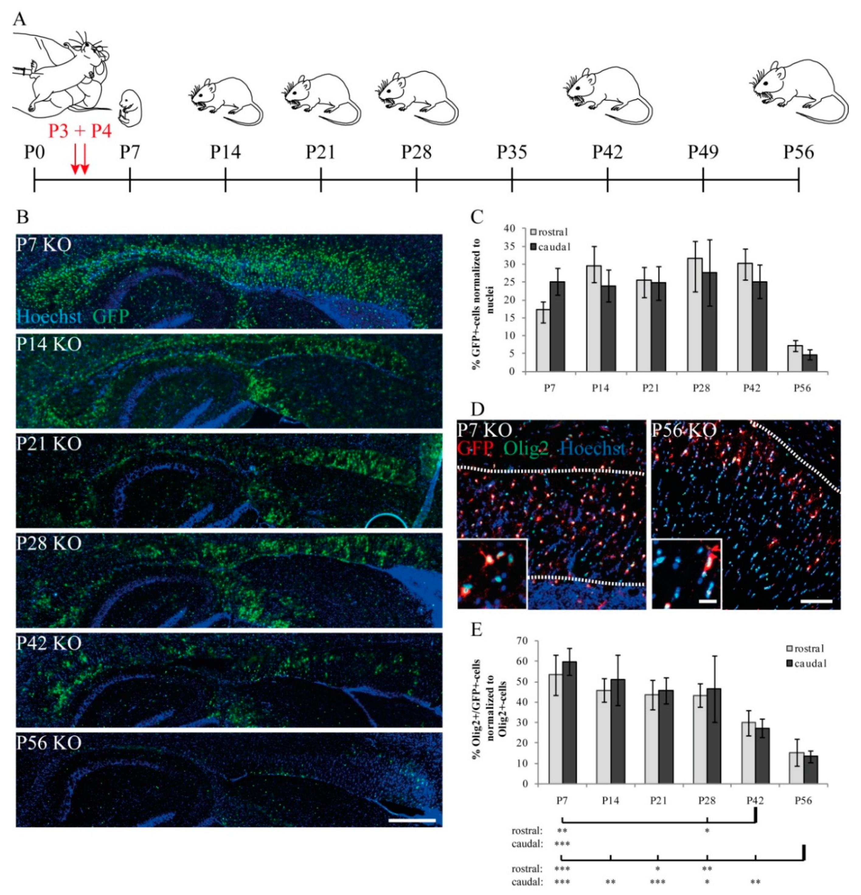 Cells 08 01550 g001 Cells 08 01550 g001