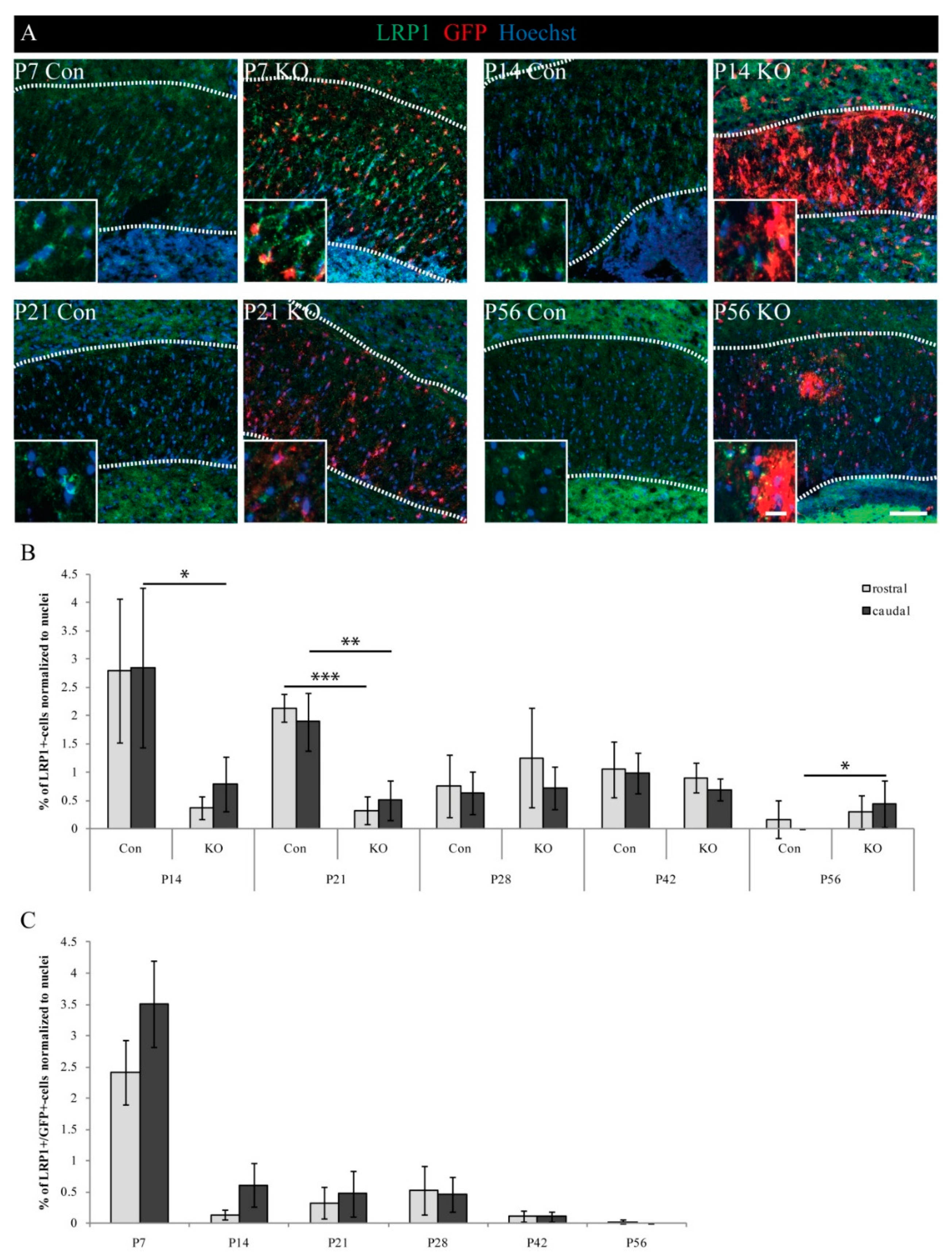 Cells 08 01550 g002 Cells 08 01550 g002