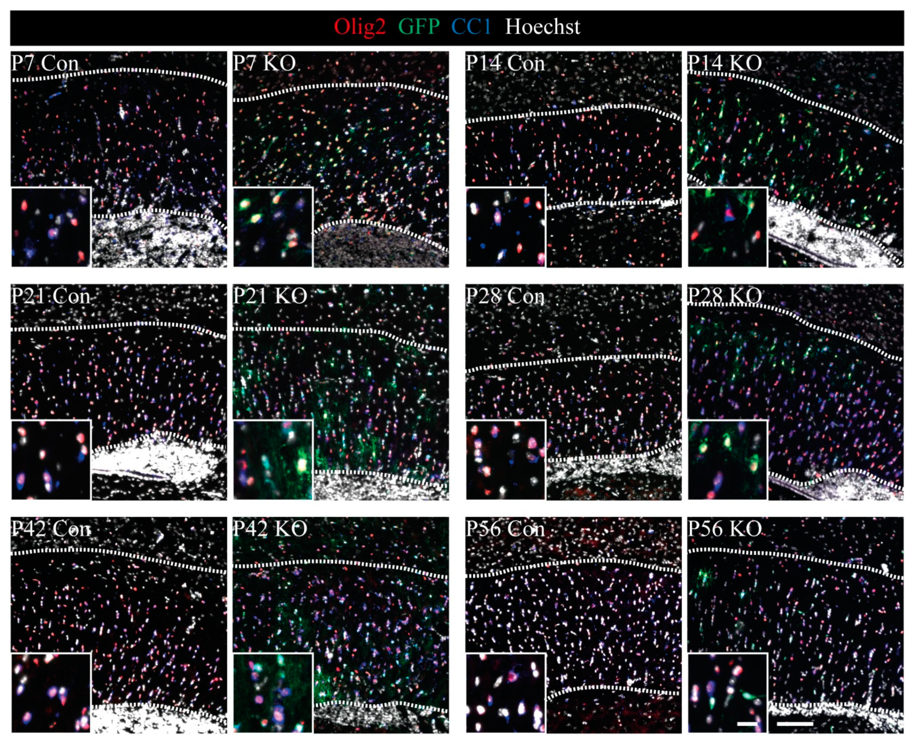 Cells 08 01550 g003 Cells 08 01550 g003