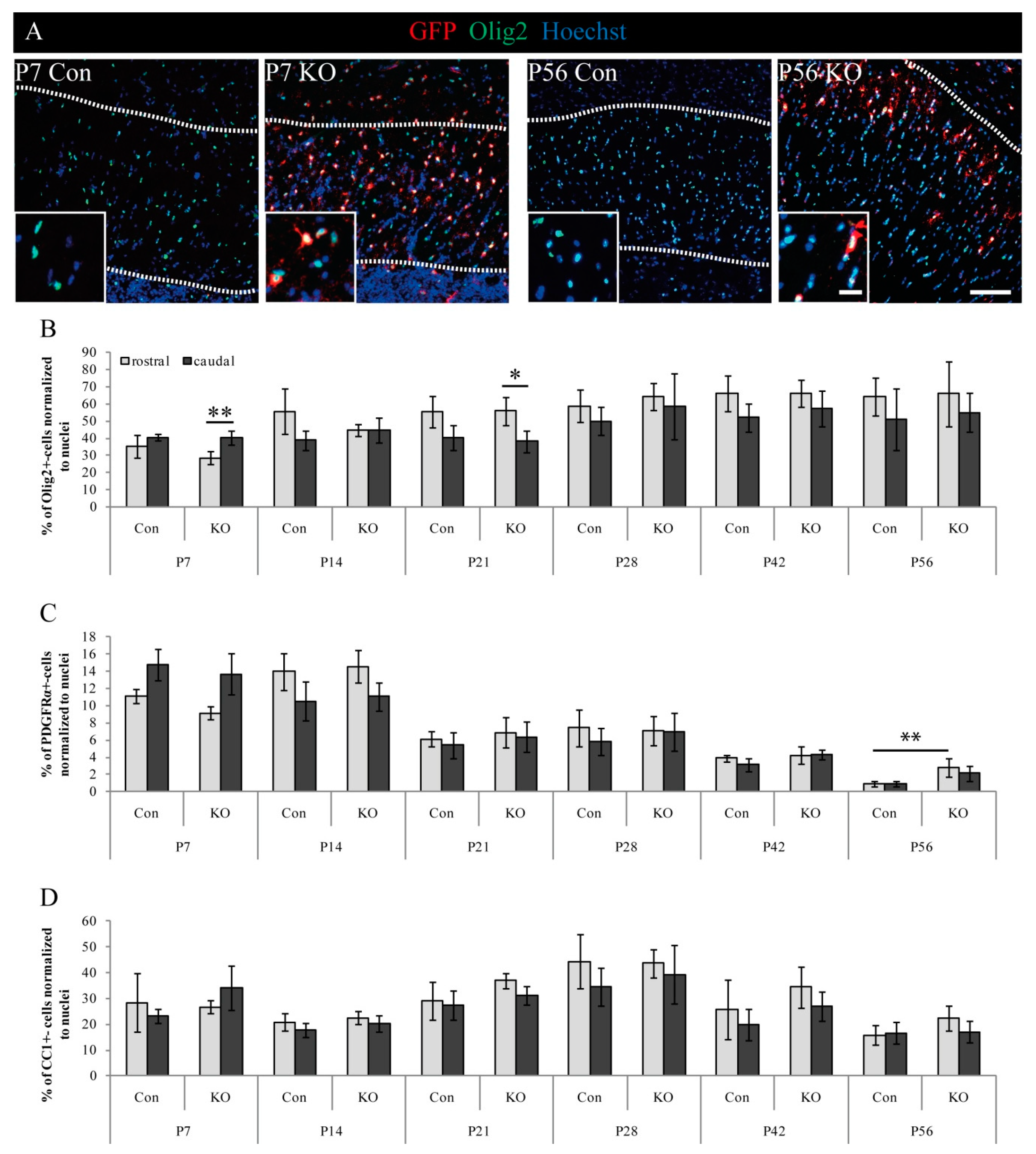 Cells 08 01550 g006 Cells 08 01550 g006