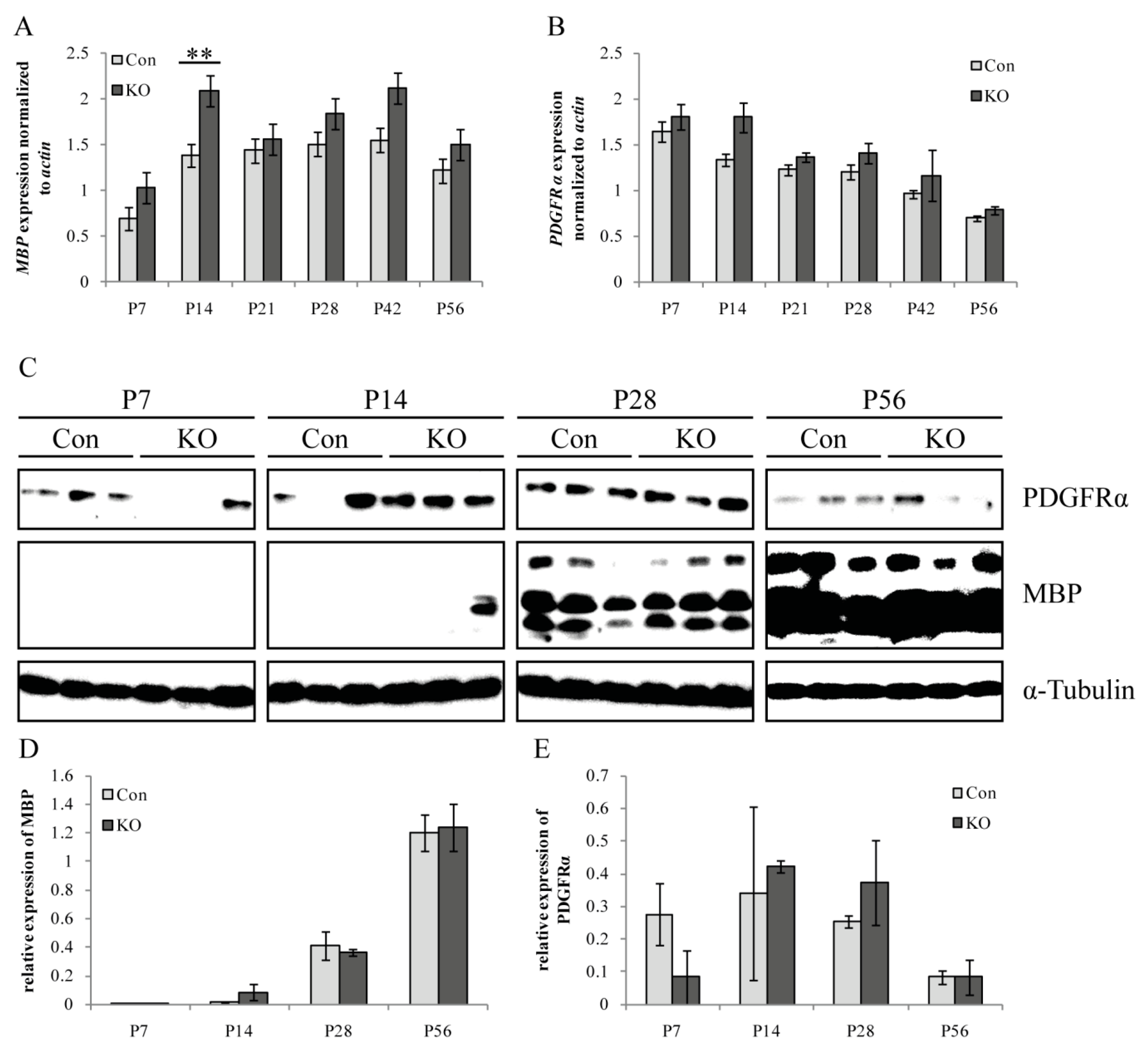 Cells 08 01550 g007 Cells 08 01550 g007