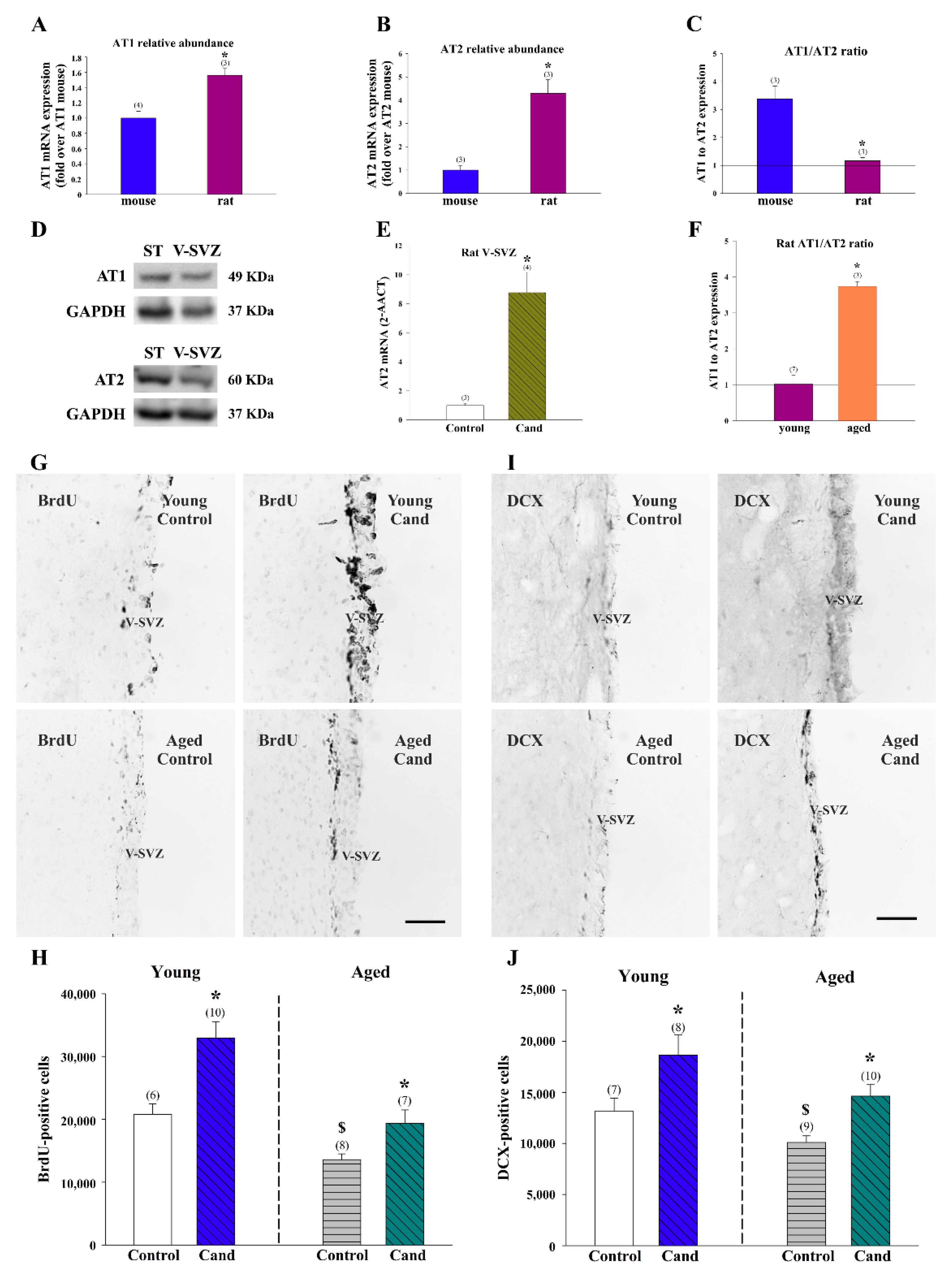 Cells 08 01551 g007 Cells 08 01551 g007
